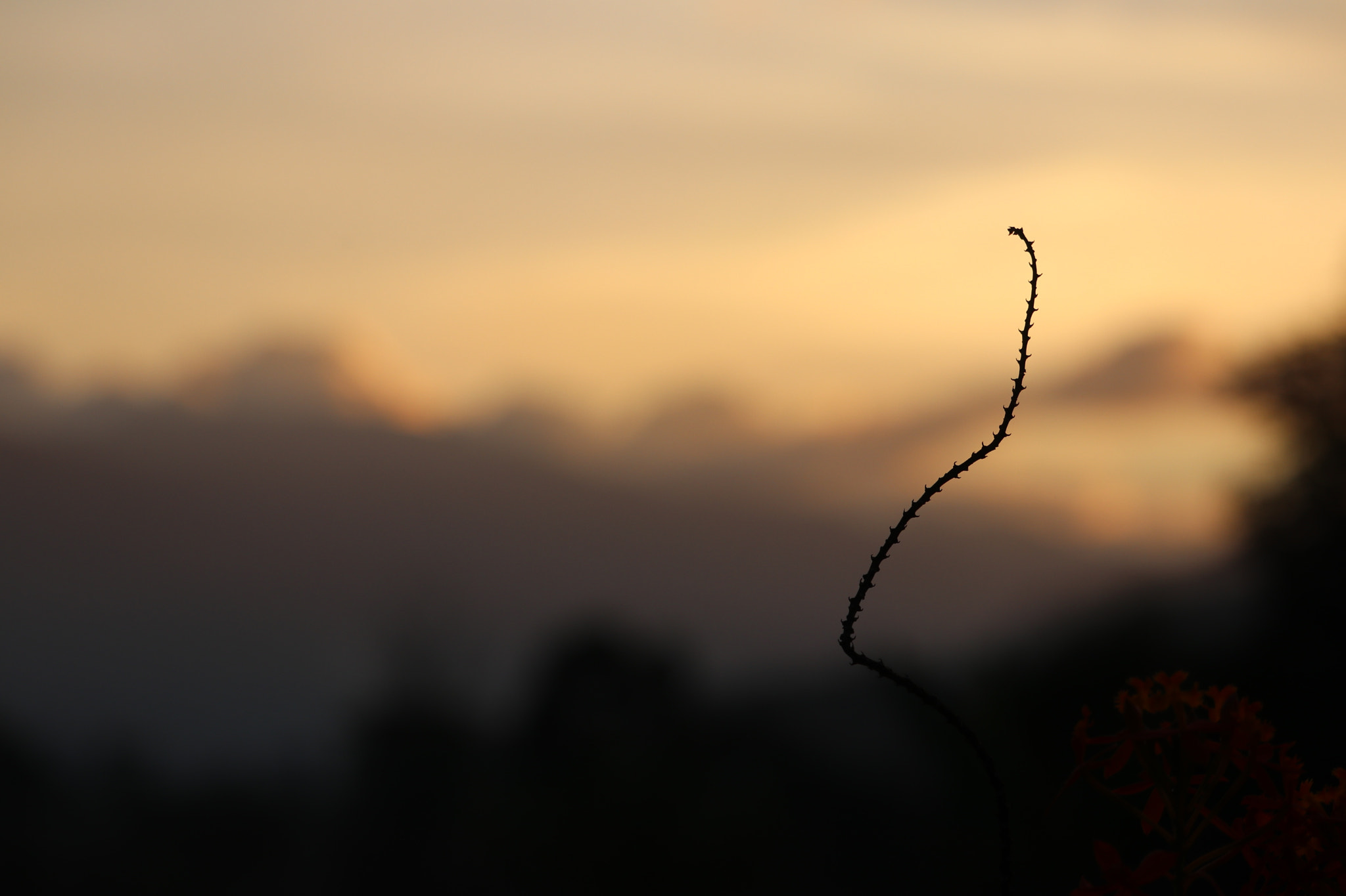 Canon EF-S 55-250mm F4-5.6 IS STM sample photo