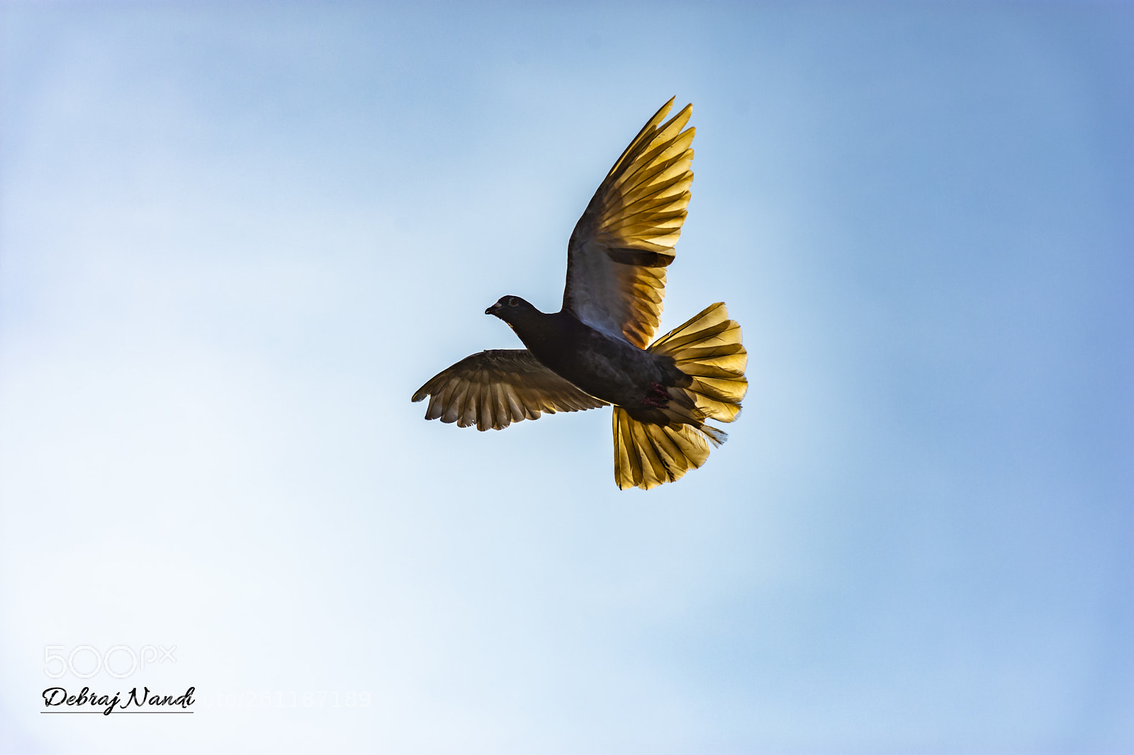 Nikon D7200 sample photo. Full extension photography
