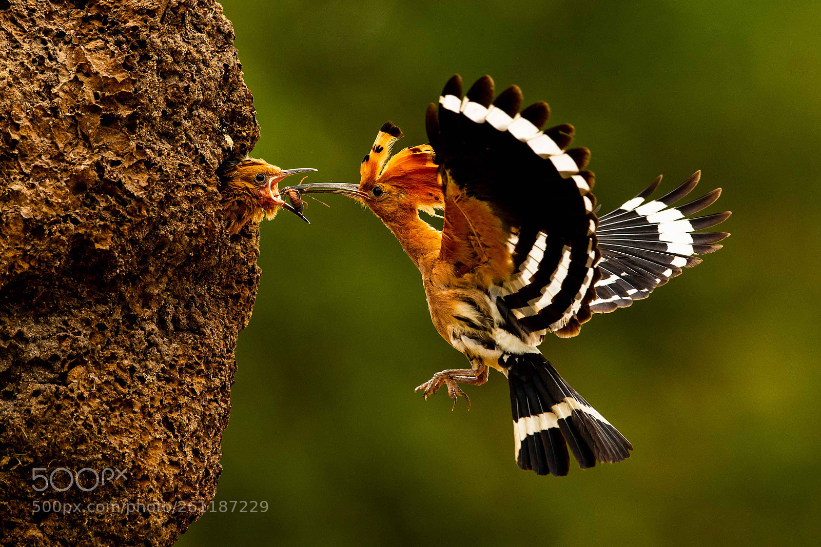 Nikon D5 sample photo. Hoopoe u r u photography