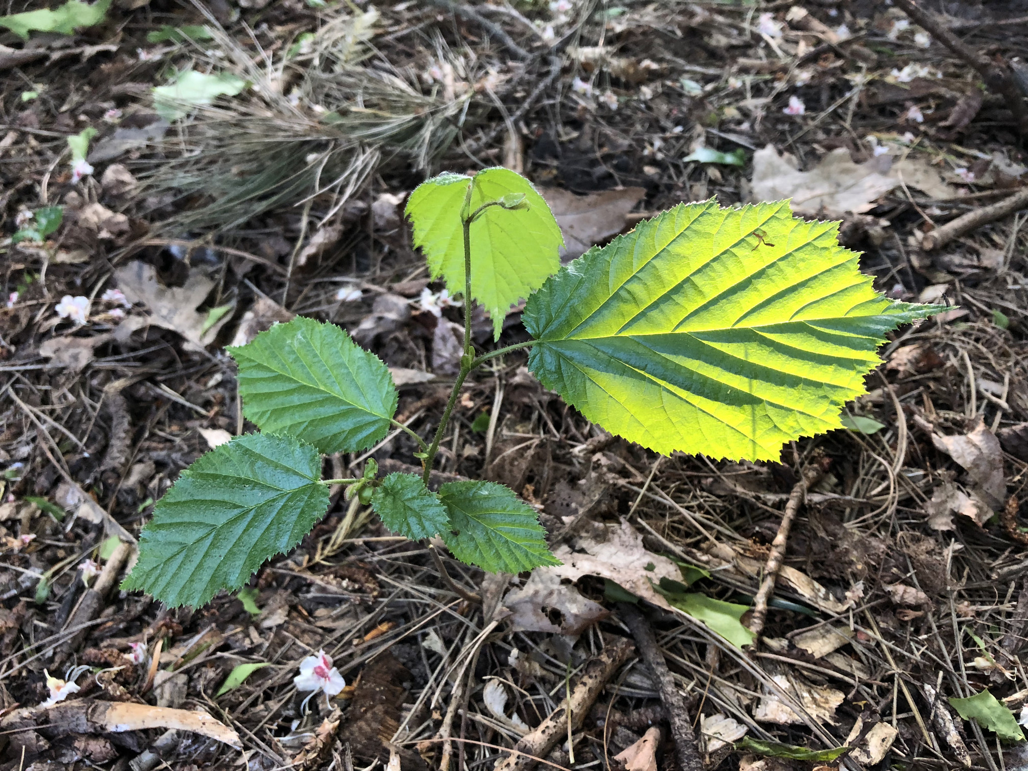 Apple iPhone 8 sample photo