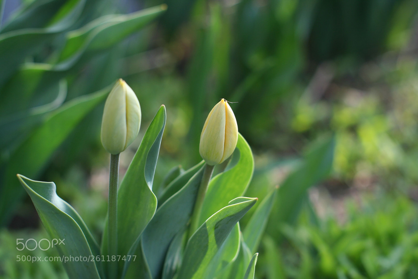 Canon EOS 350D (EOS Digital Rebel XT / EOS Kiss Digital N) sample photo. Almost blossomed photography