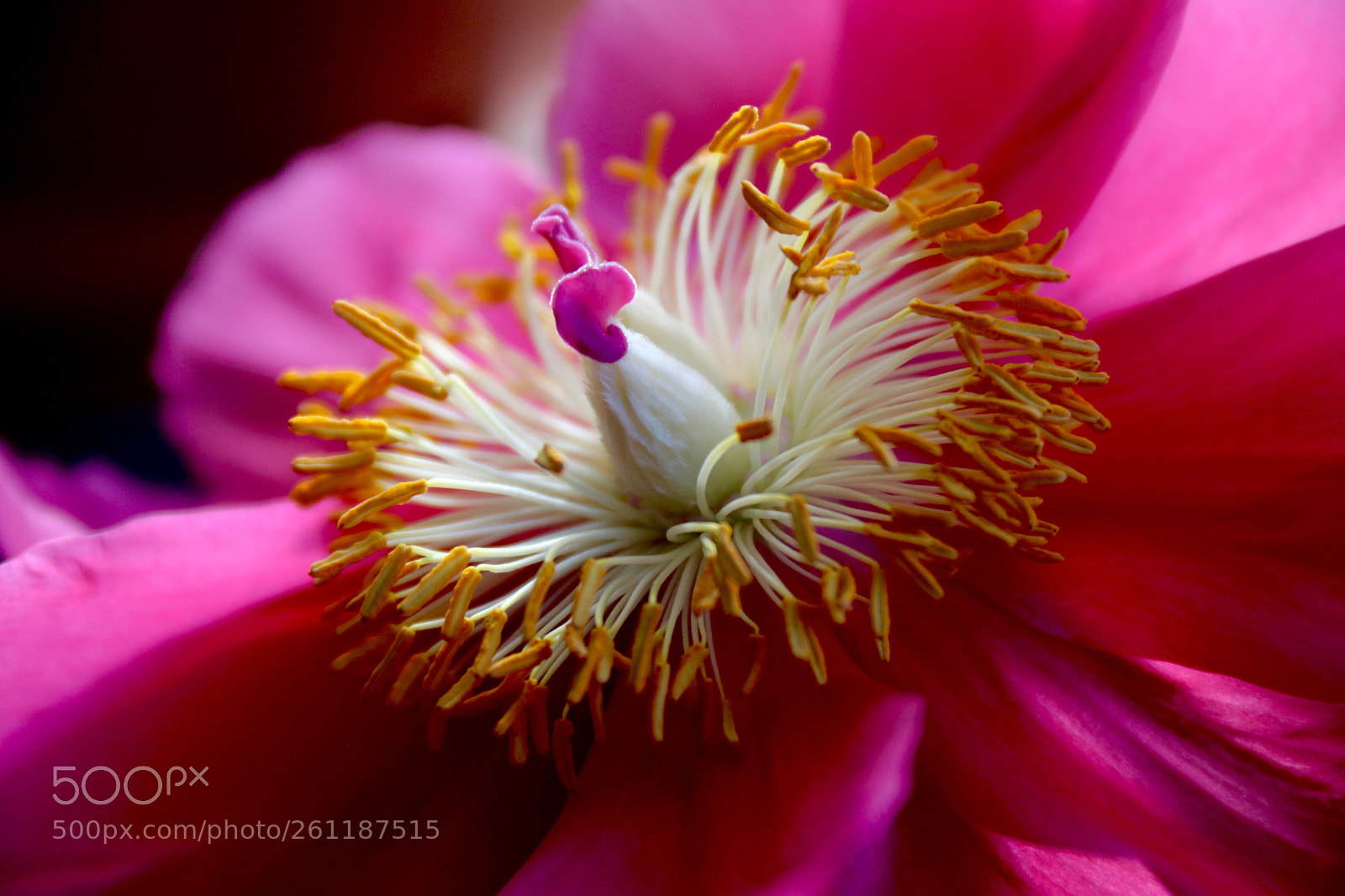 Canon EOS 750D (EOS Rebel T6i / EOS Kiss X8i) sample photo. Peony photography