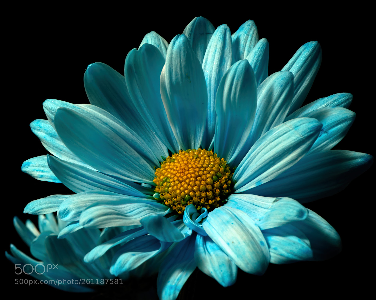 Nikon D810 sample photo. Single blue daisy 1230 photography