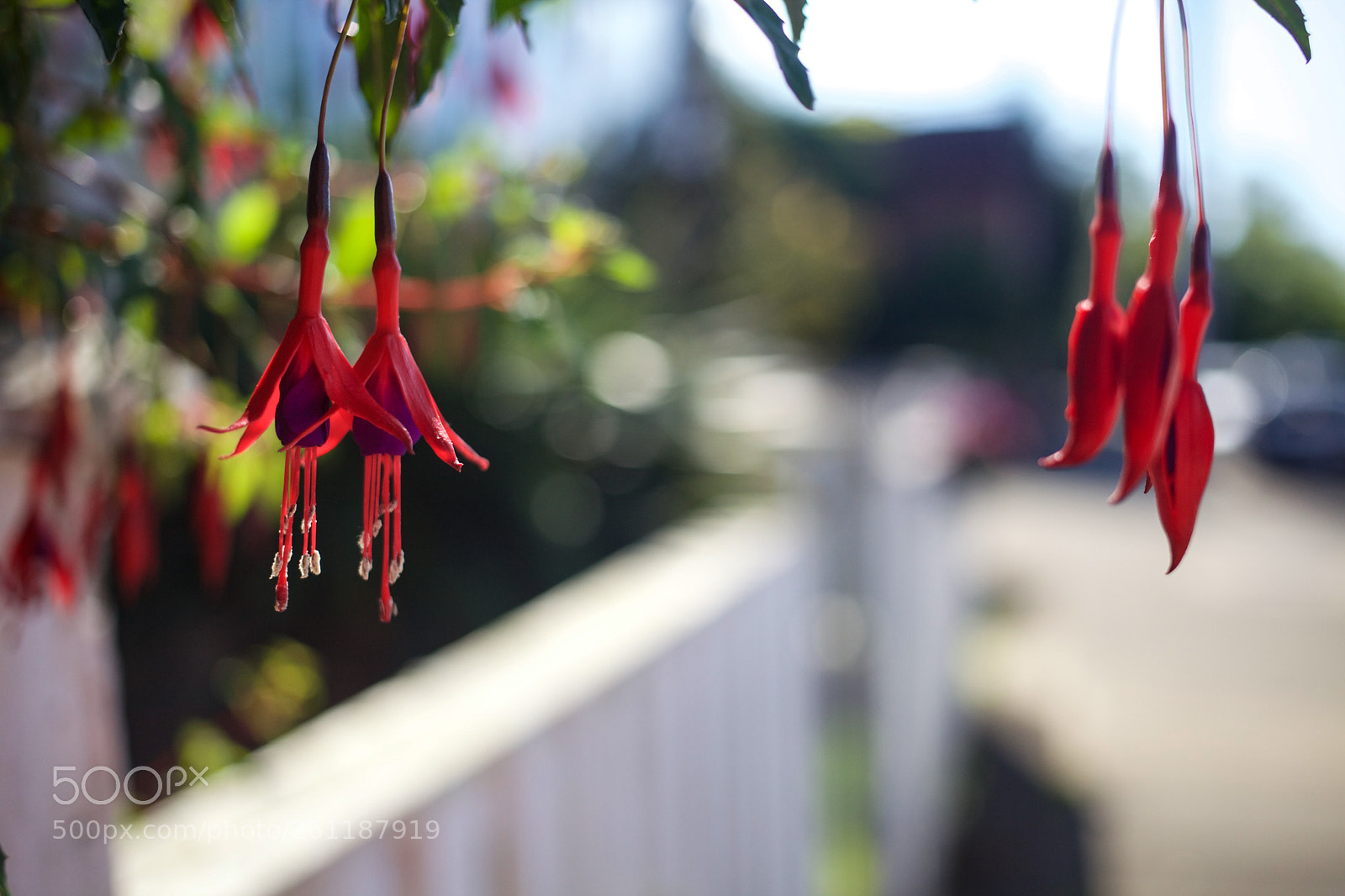 Canon EOS 5D Mark II sample photo. The streets of victoria {2} photography
