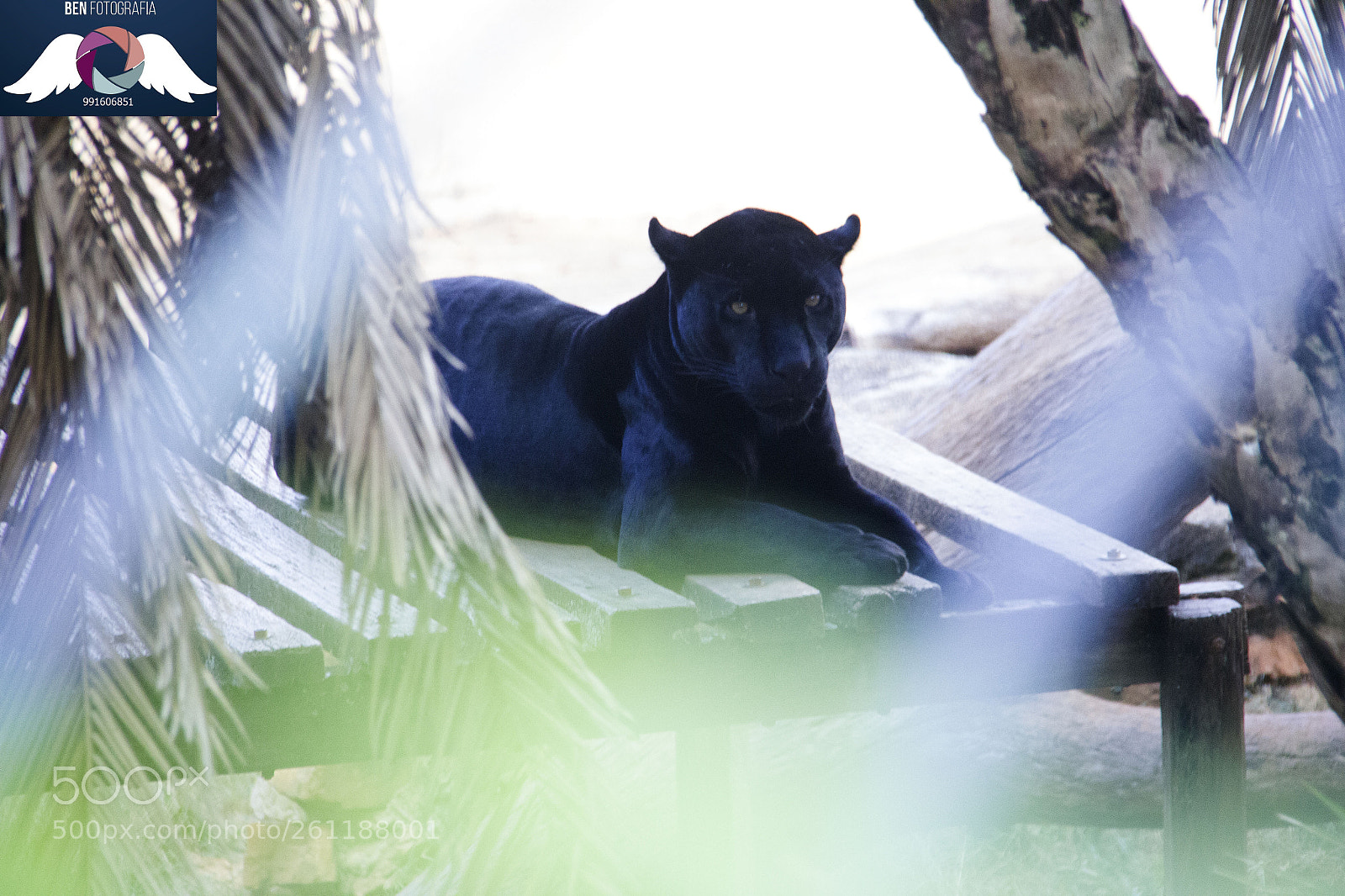 Canon EOS 60D sample photo. Img photography