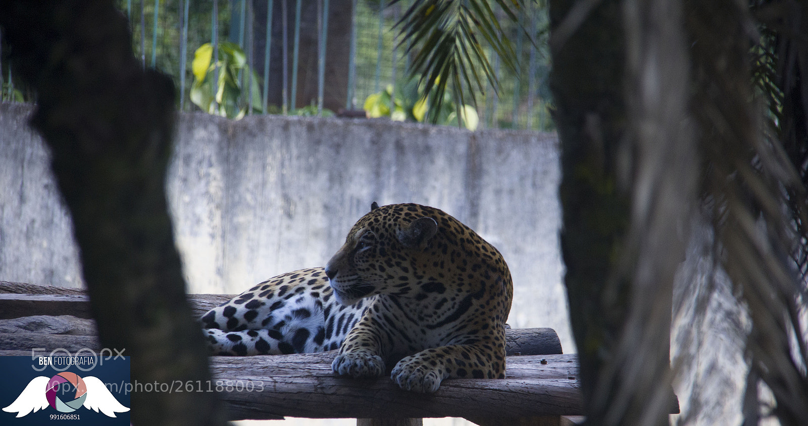 Canon EOS 60D sample photo. Img photography