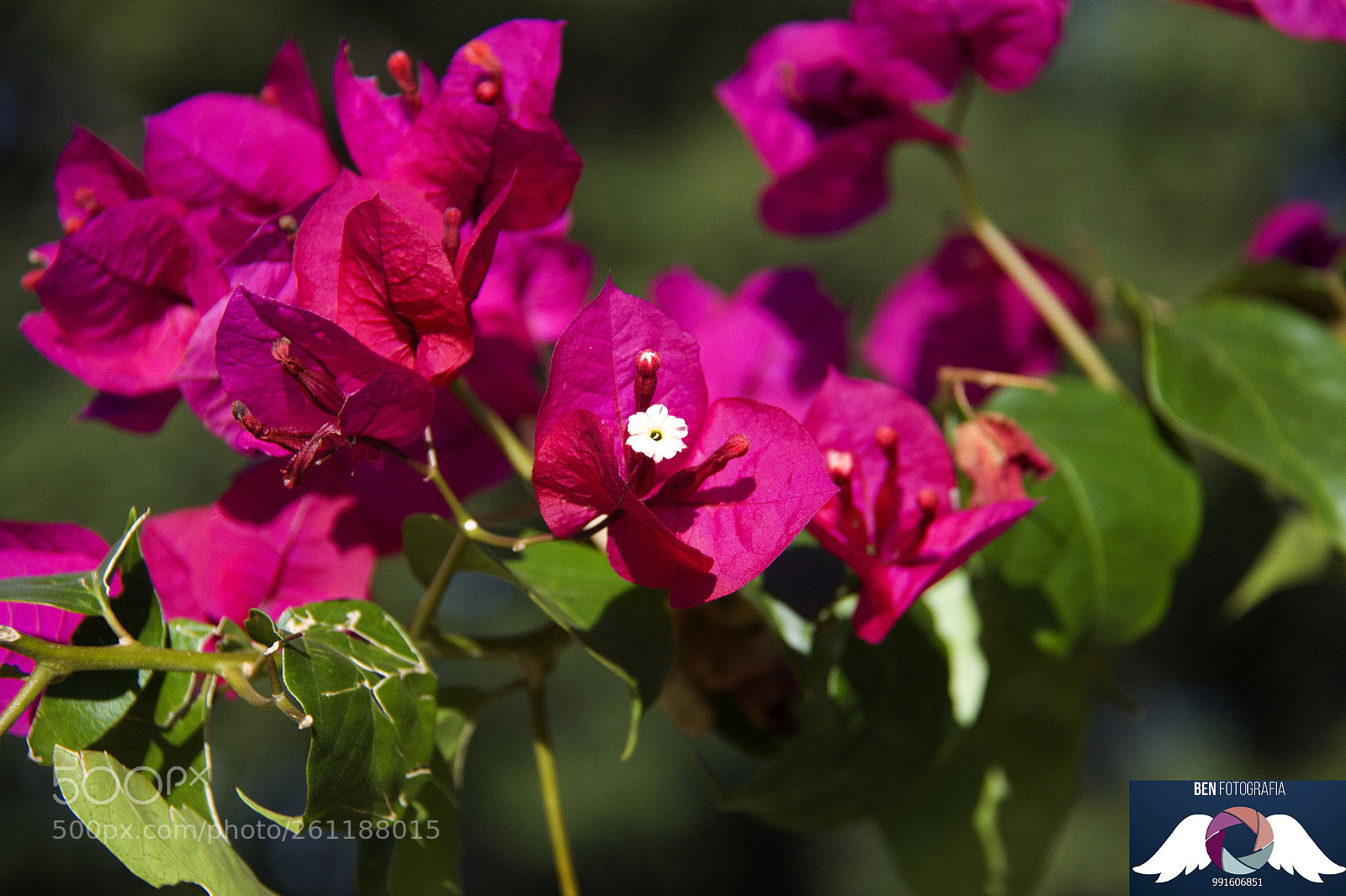 Canon EOS 60D sample photo. Img photography