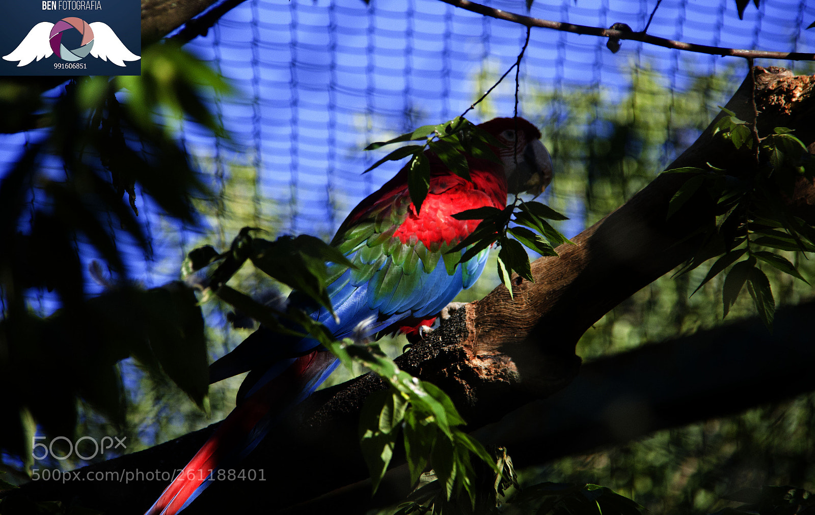 Canon EOS 60D sample photo. Img photography