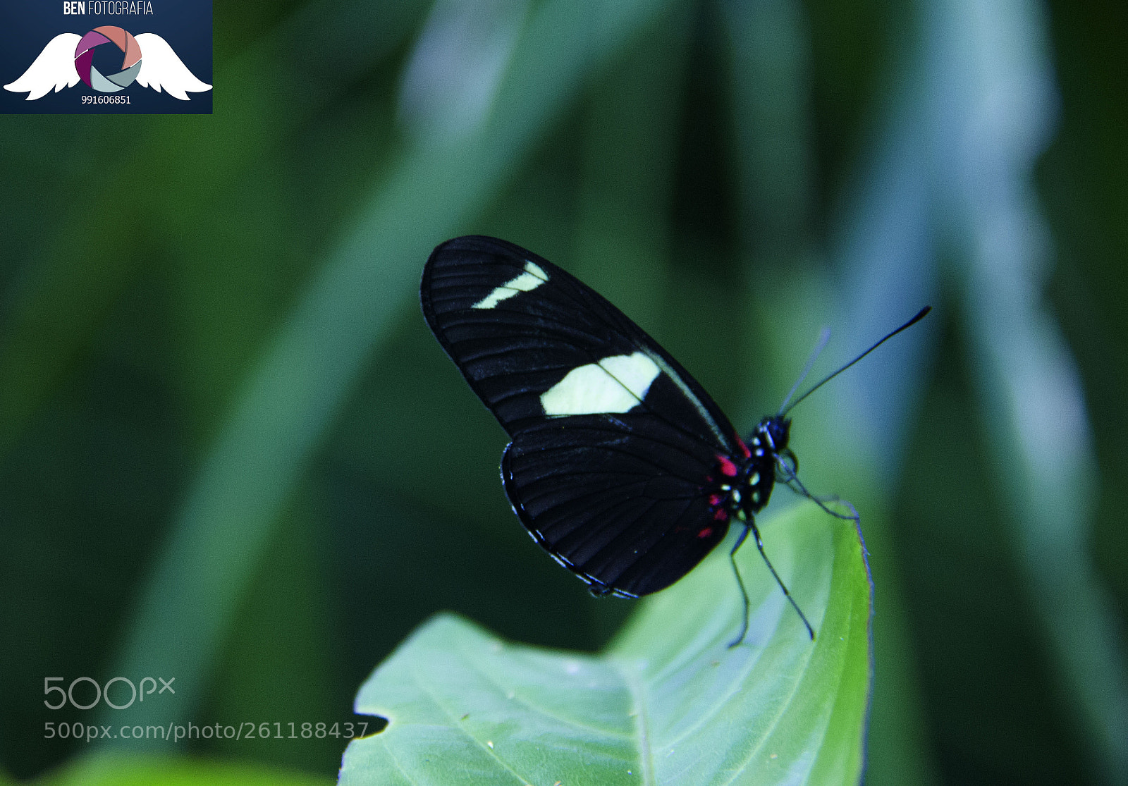 Canon EOS 60D sample photo. Img photography