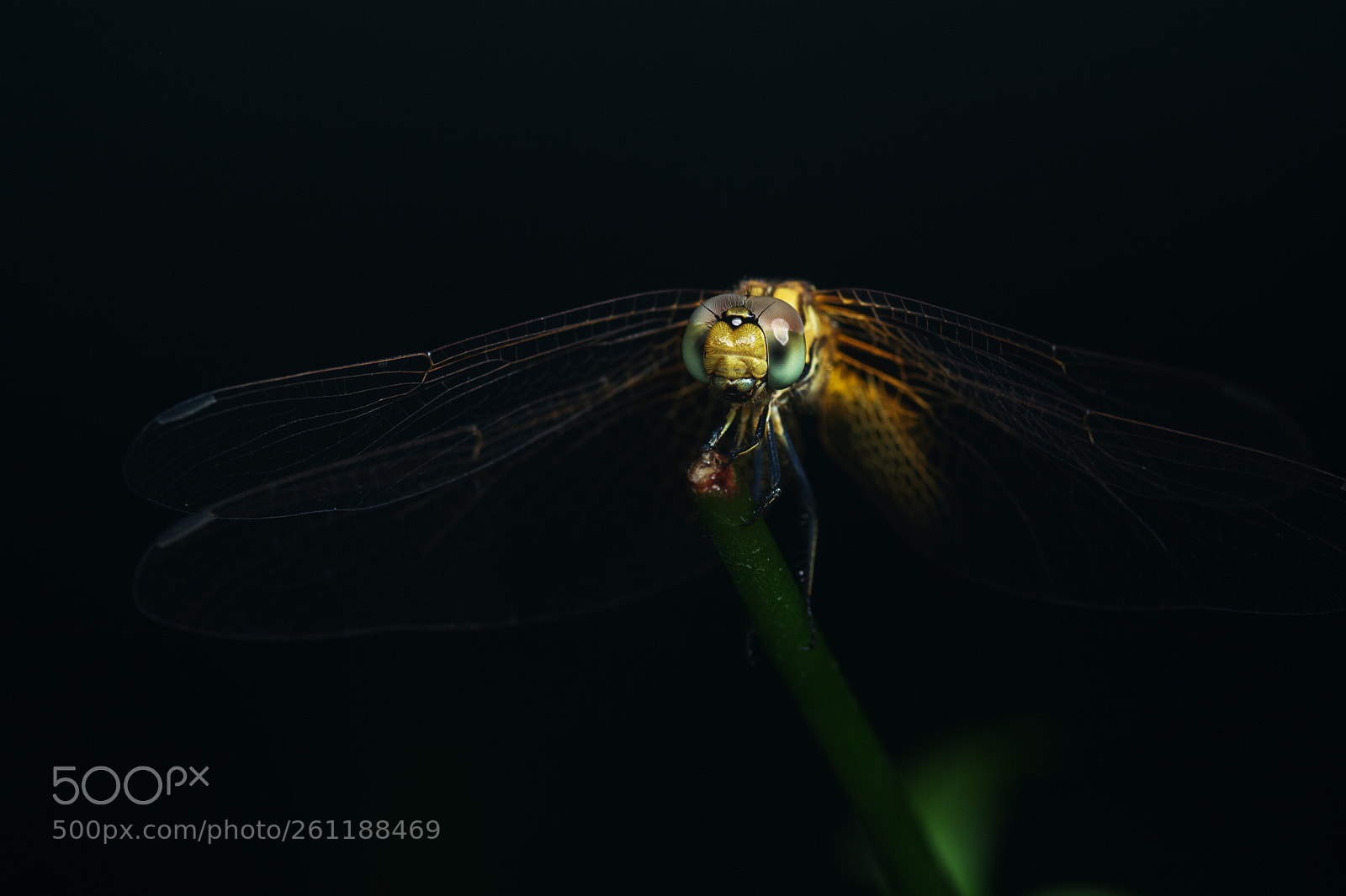 Nikon D5200 sample photo. A silent dragonfly photography