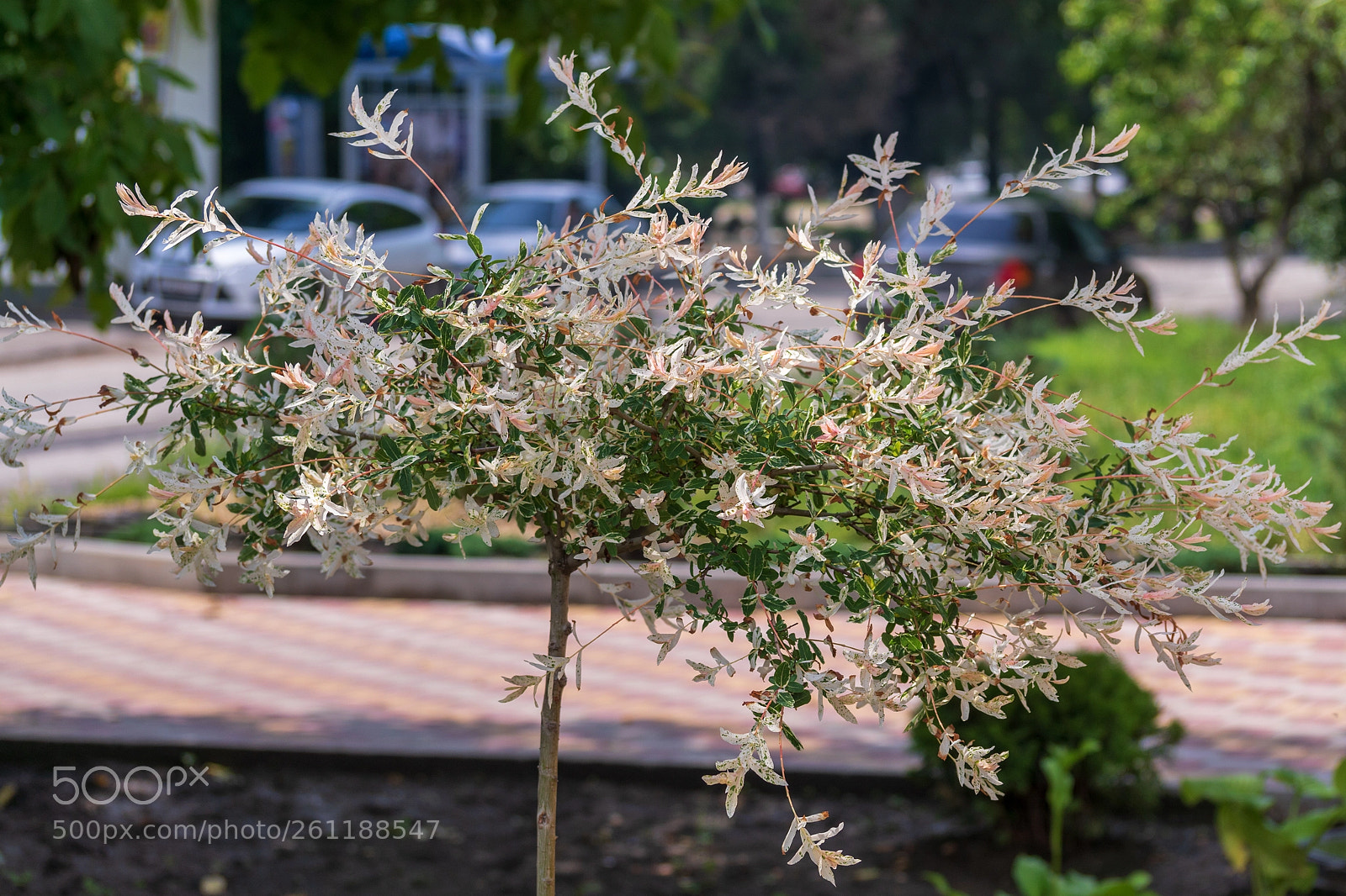 Sony ILCA-77M2 sample photo. Ornamental tree photography