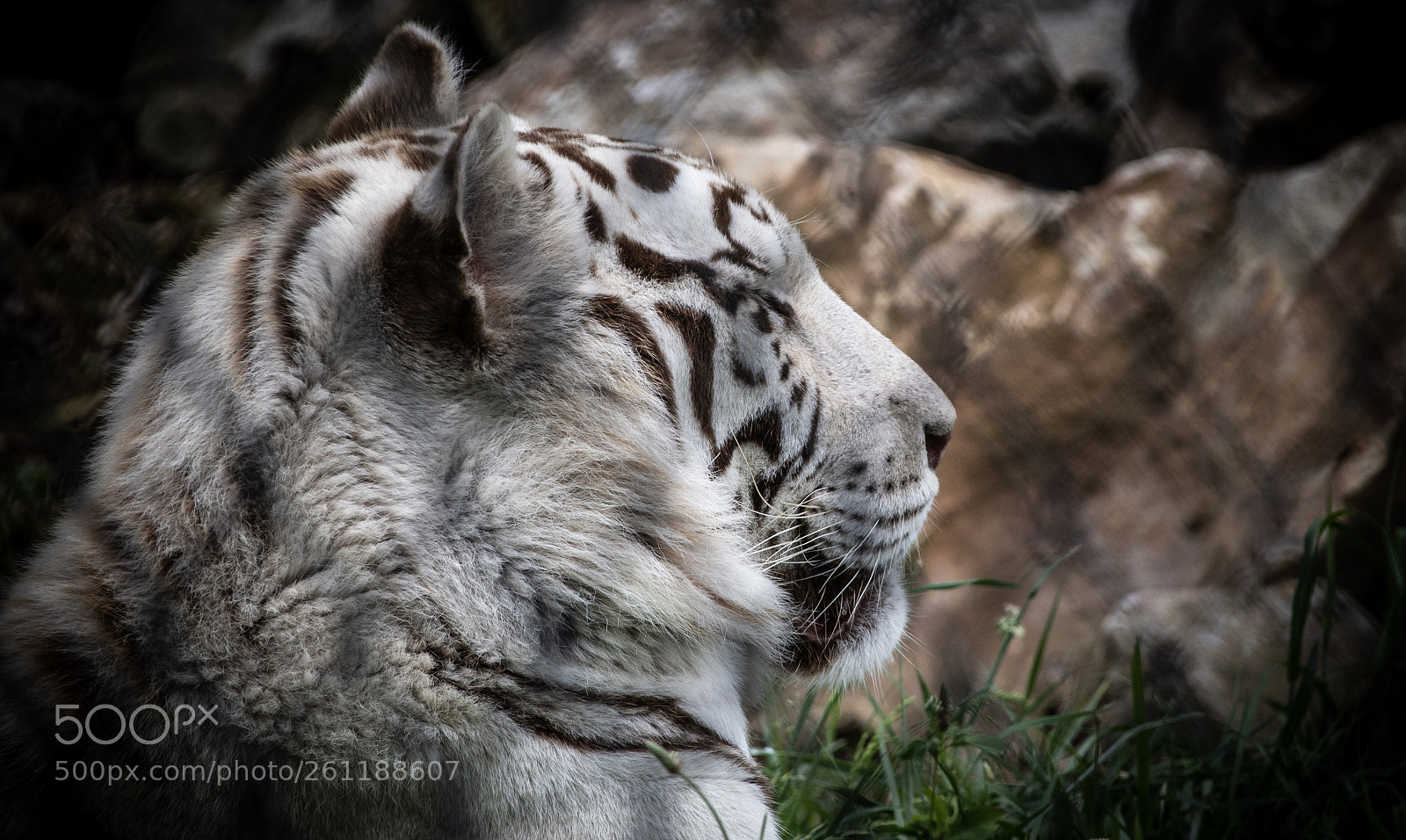 Nikon D500 sample photo. Tiger stripes  photography