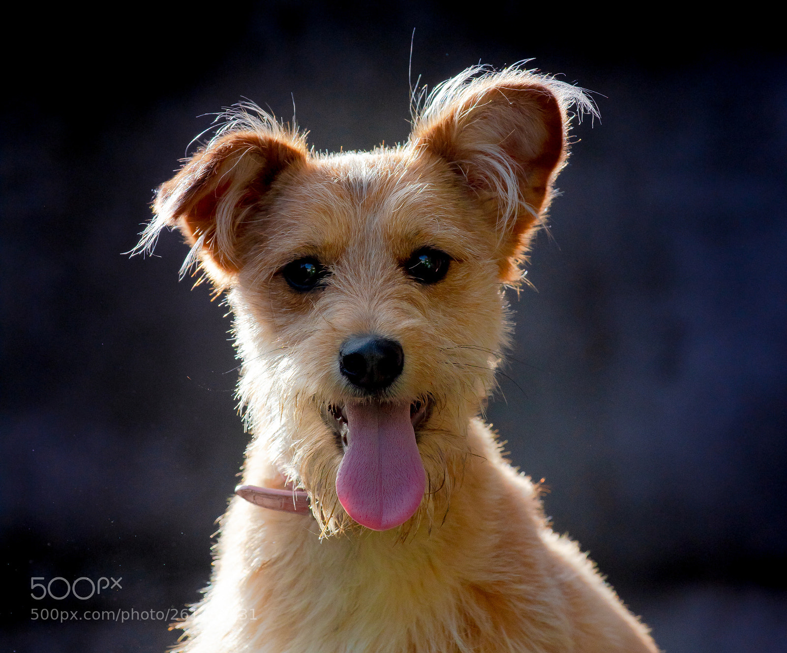 Nikon D750 sample photo. Coti photography