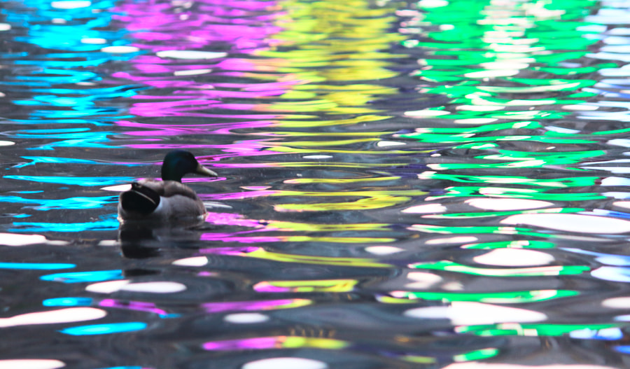 Canon EOS 1200D (EOS Rebel T5 / EOS Kiss X70 / EOS Hi) sample photo. Duck in the fountain photography