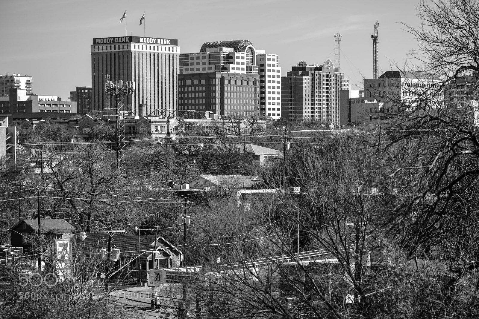 Nikon D800E sample photo. Looking across trees and photography