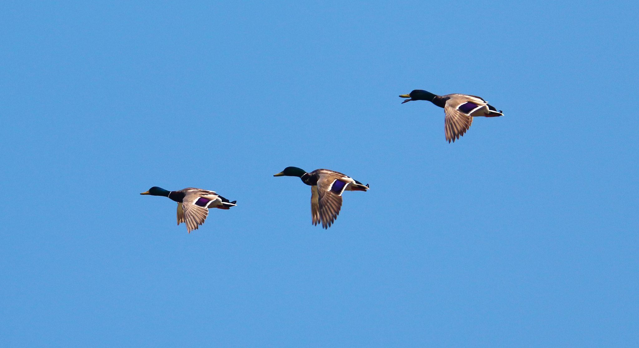 Canon EOS 1200D (EOS Rebel T5 / EOS Kiss X70 / EOS Hi) sample photo. Ducks in flight photography