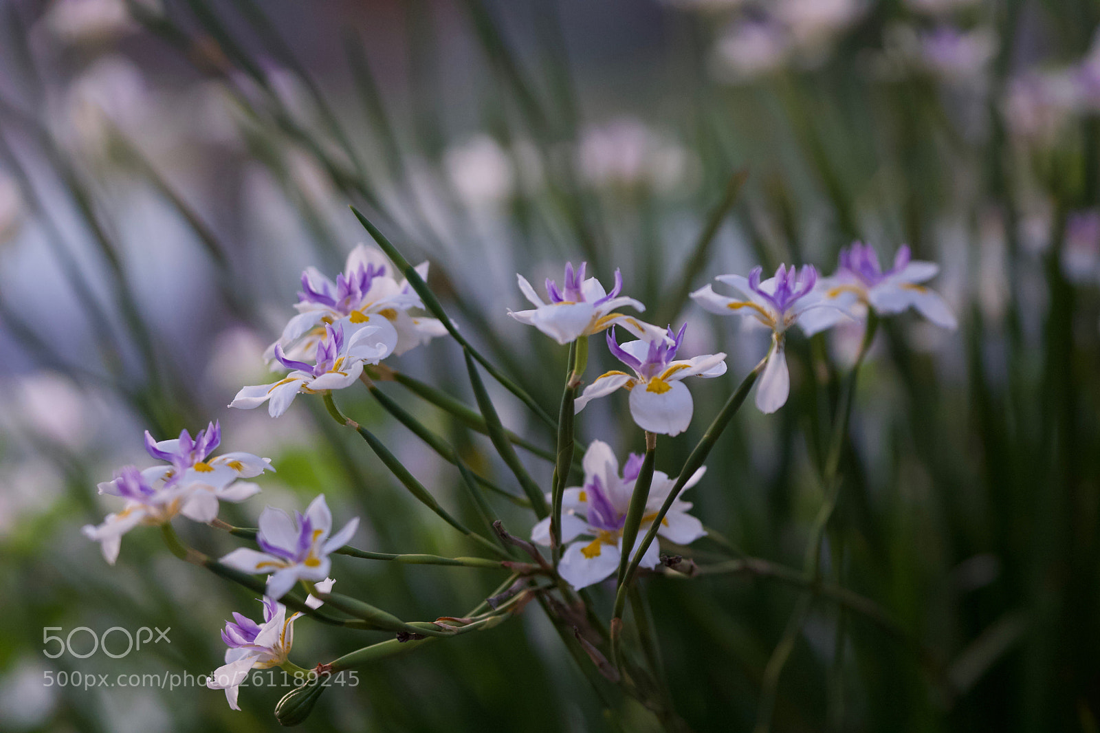 Sony a6000 sample photo. African iris photography