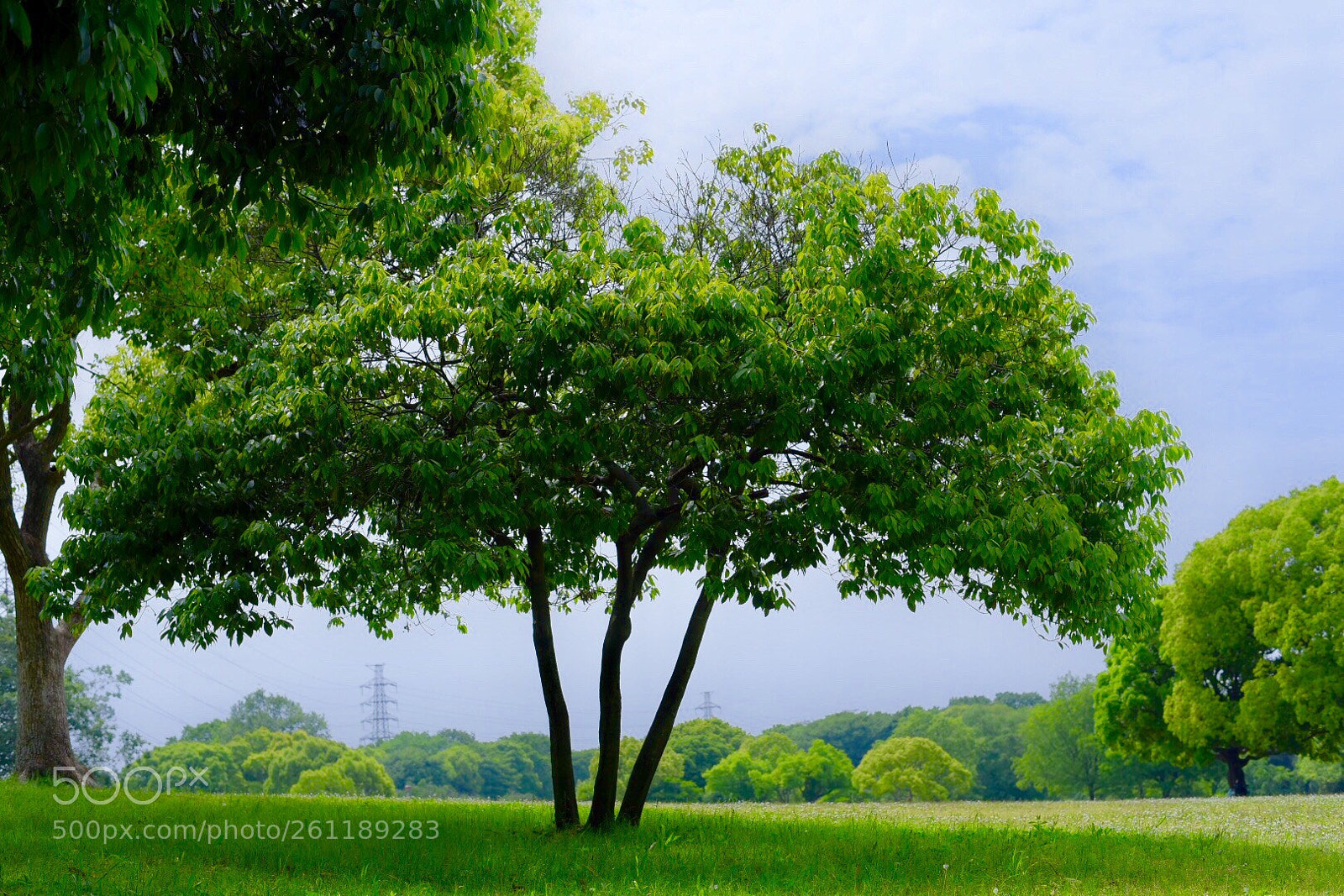 Nikon D750 sample photo. Big umbrella tree photography