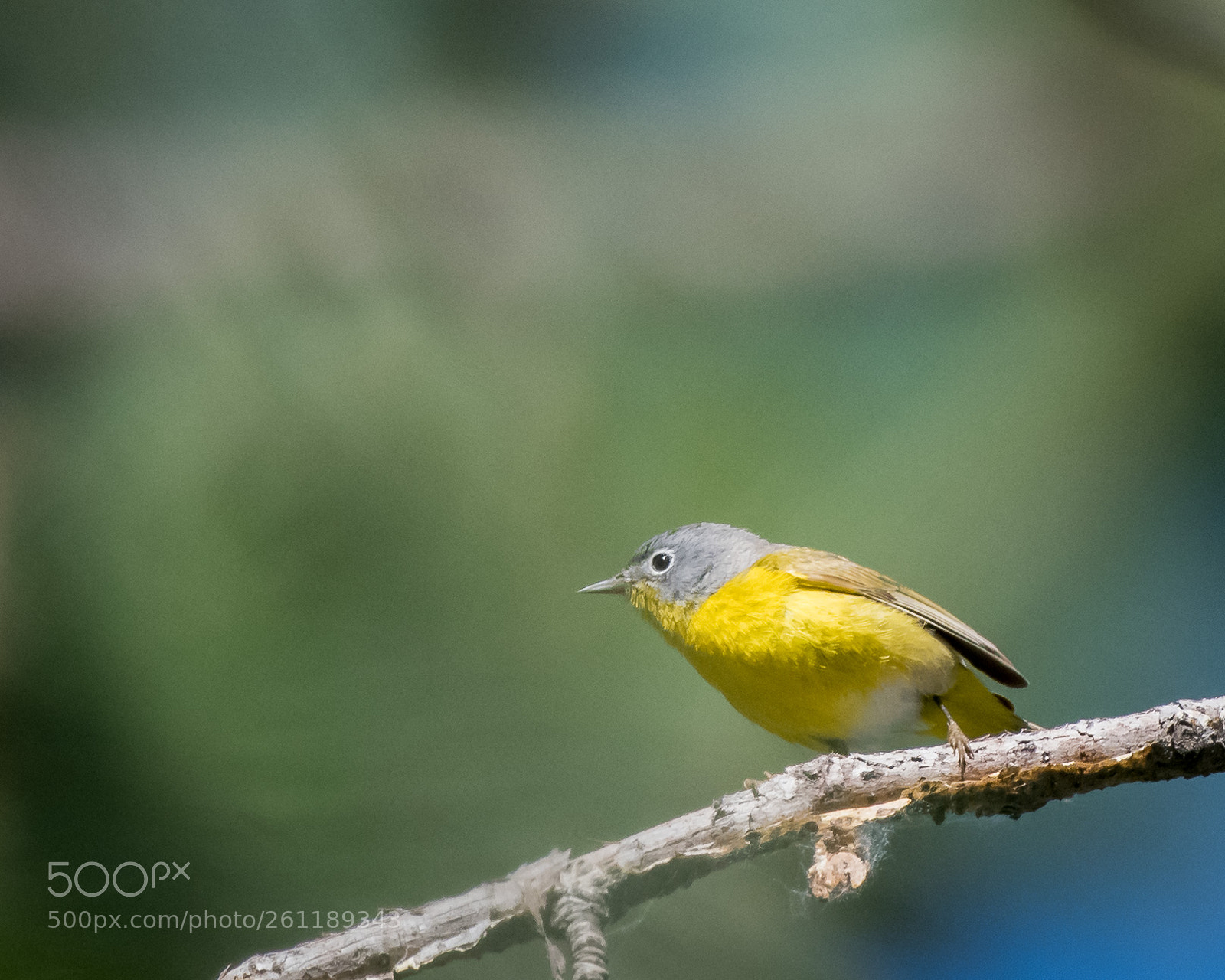 Nikon D500 sample photo. Nashville warbler photography