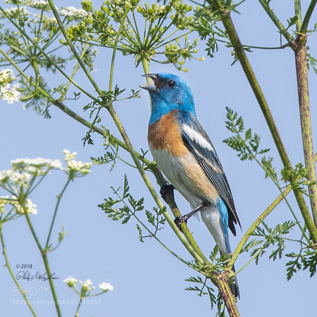 Nikon D500 sample photo. Lazuli bunting singing photography
