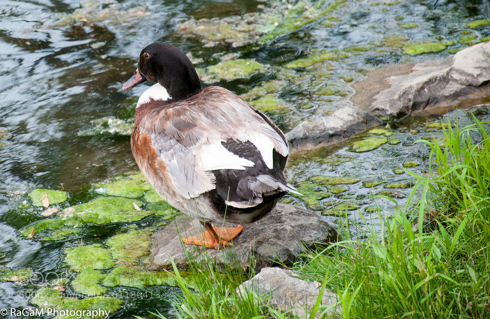 Nikon D300 sample photo. One-legged duck photography