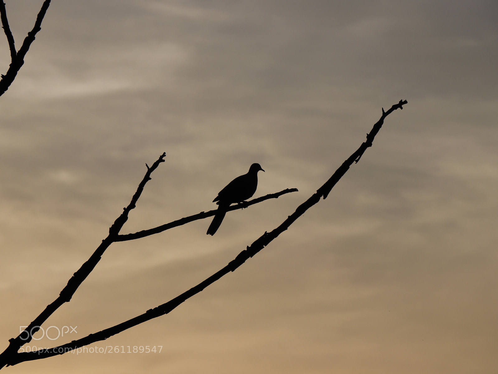 Canon EOS 77D (EOS 9000D / EOS 770D) sample photo. The lonely bird photography