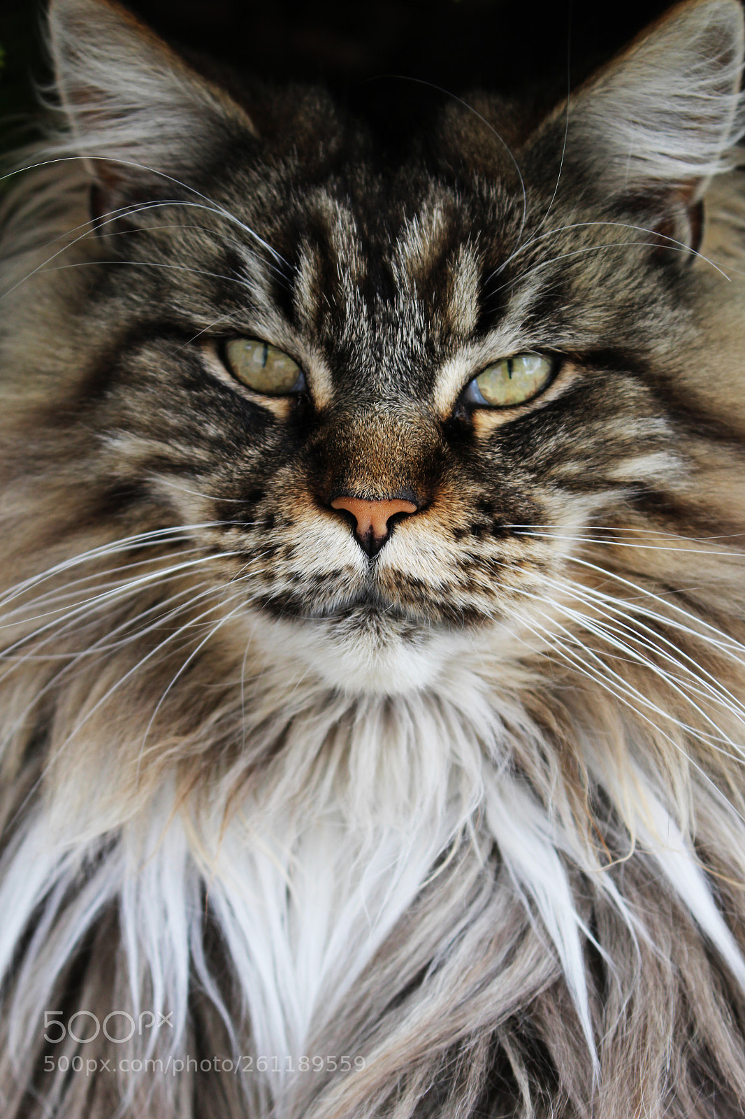 Canon EOS 100D (EOS Rebel SL1 / EOS Kiss X7) sample photo. Main coon photography