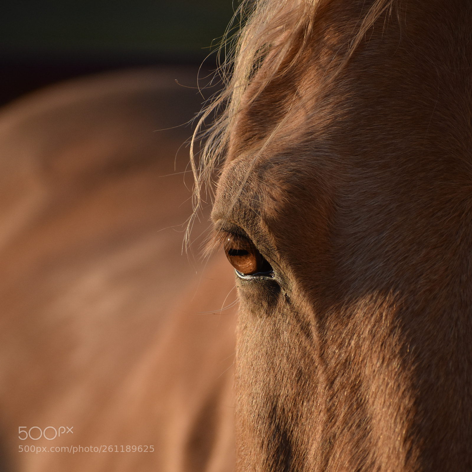 Nikon D3400 sample photo. Horse eye photography