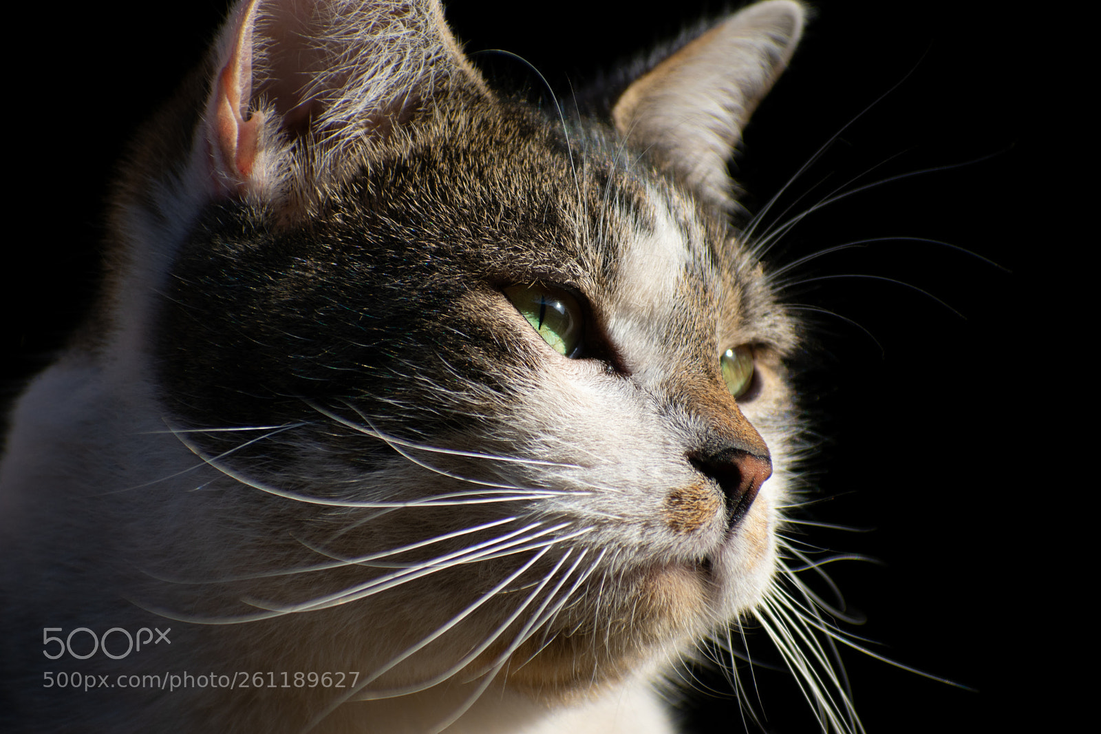 Nikon D3400 sample photo. Barn cat during sunset photography