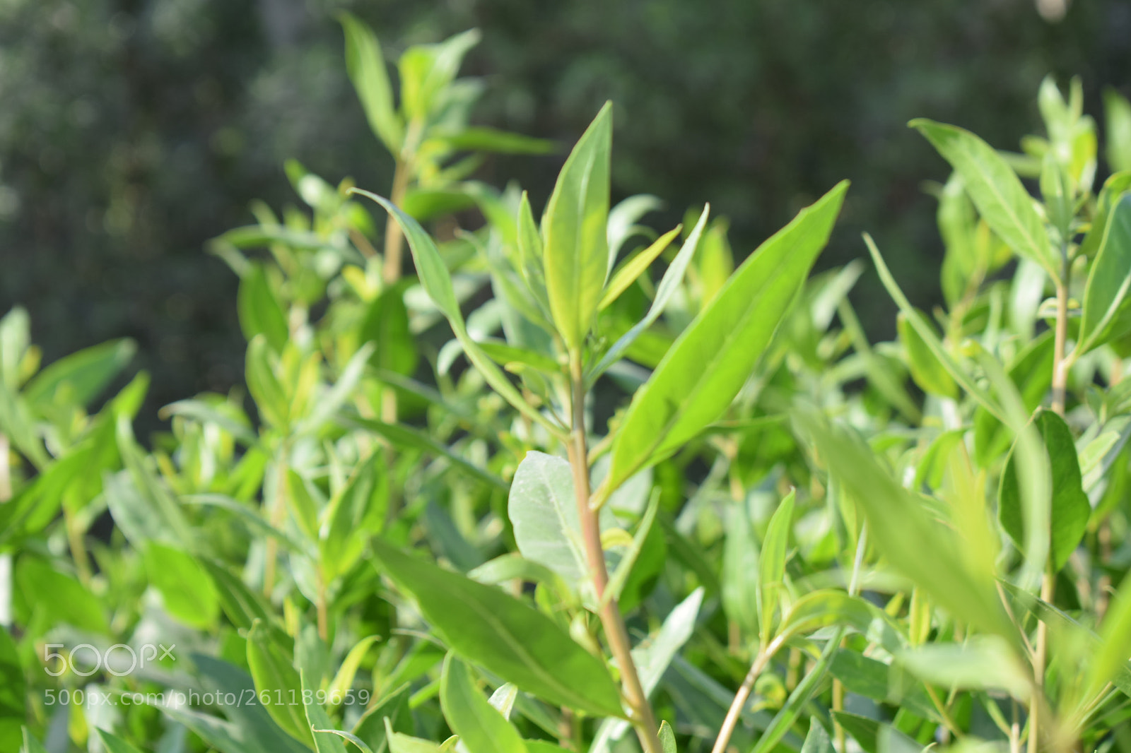 Nikon D5300 sample photo. Leafy green plant in photography