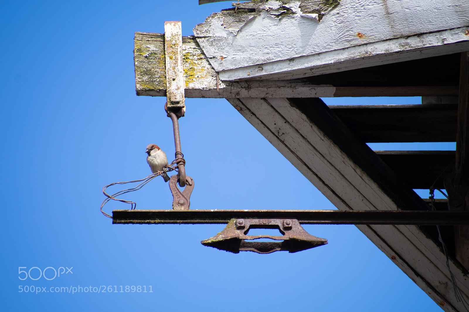 Nikon D3400 sample photo. Barn finch photography