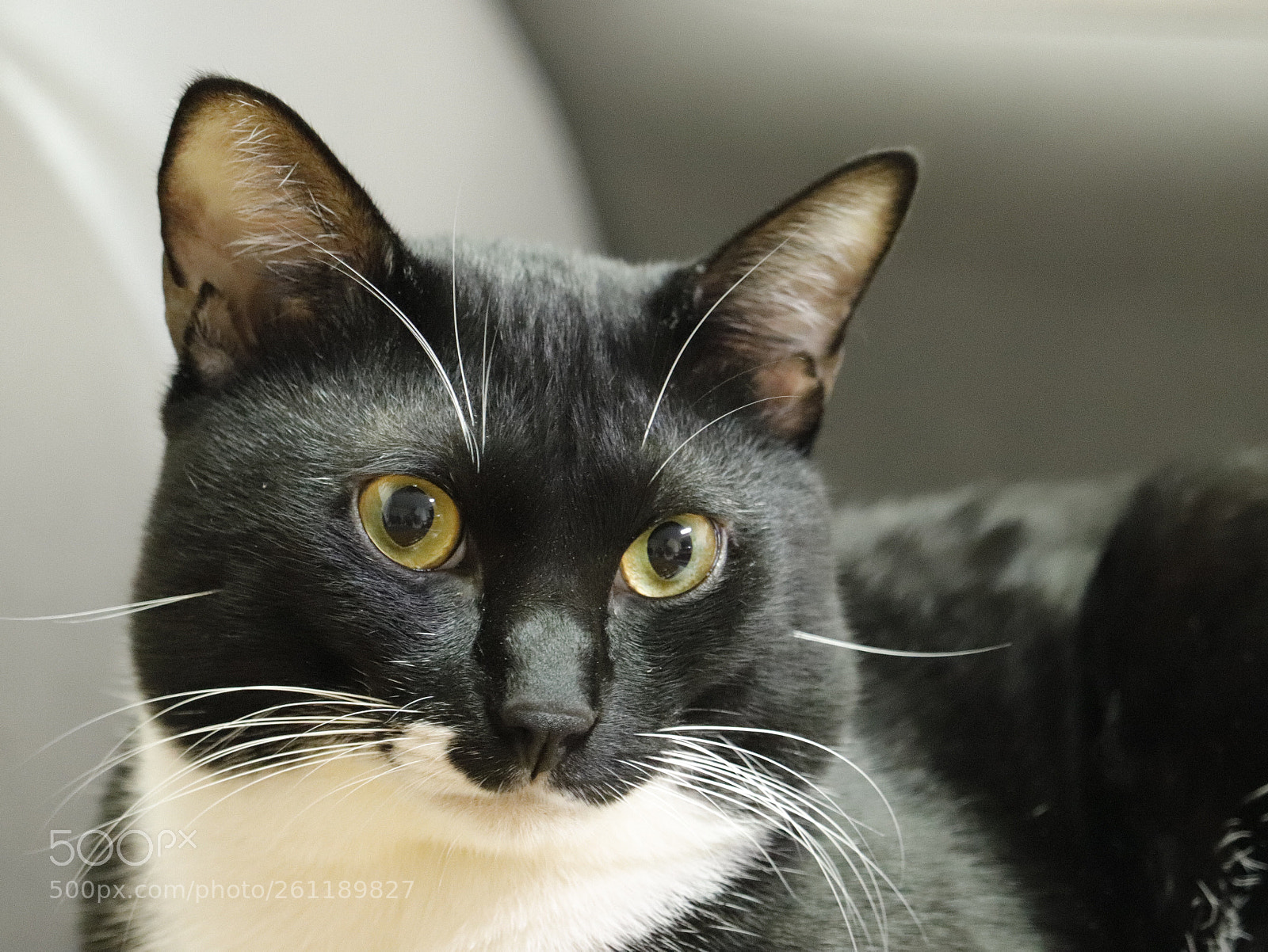 Canon EOS 77D (EOS 9000D / EOS 770D) sample photo. My fatty buddy  photography