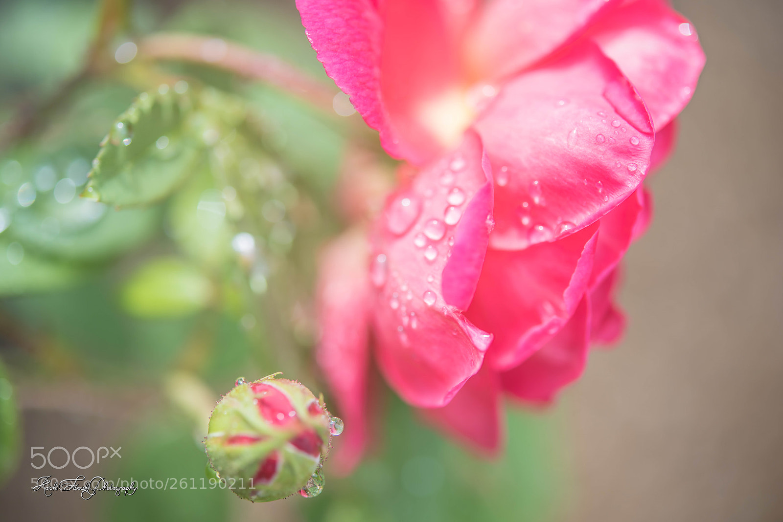 Nikon D810 sample photo. Roses after rain photography