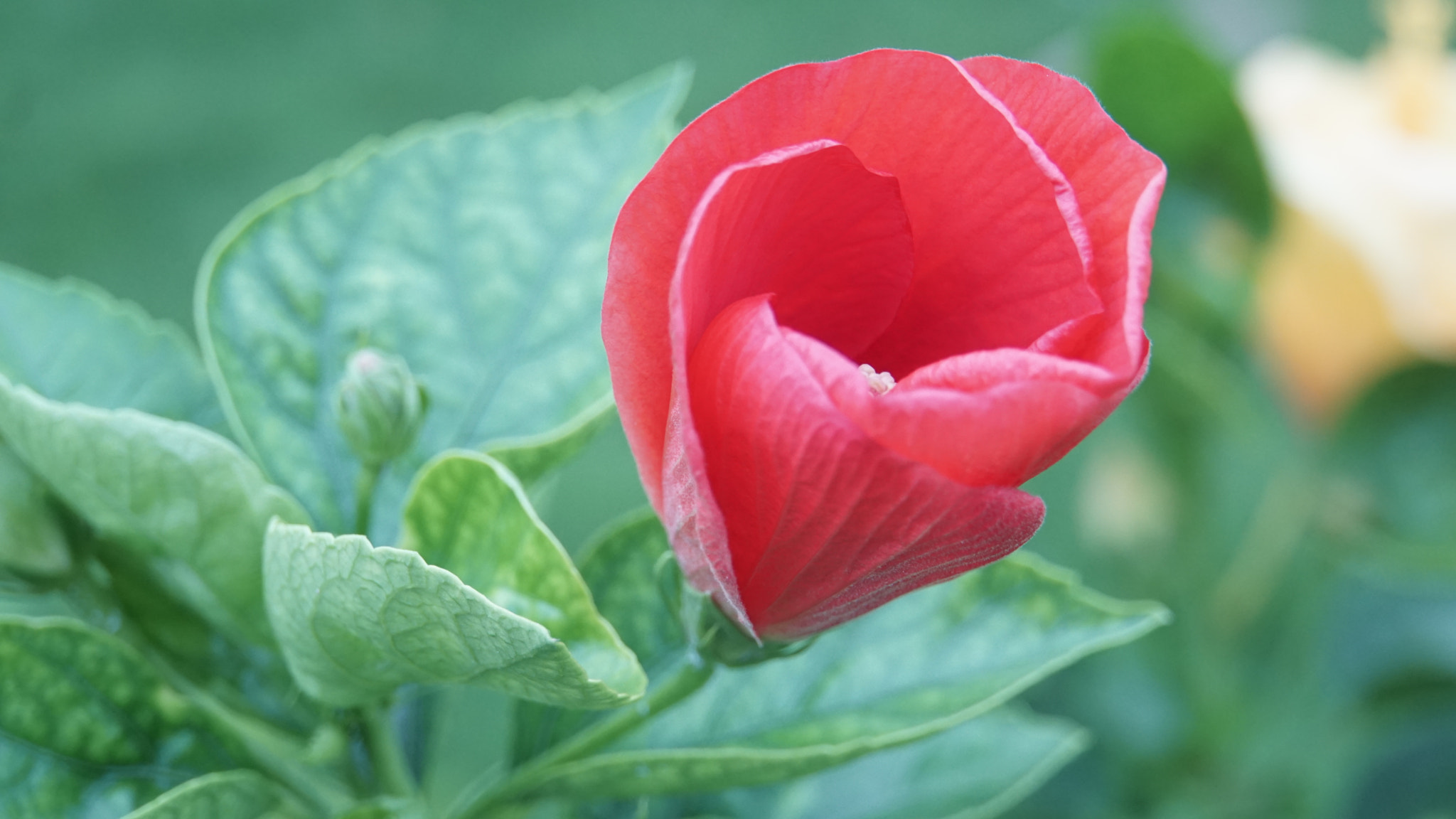 Sony FE 28-70mm F3.5-5.6 OSS sample photo. Flower photography