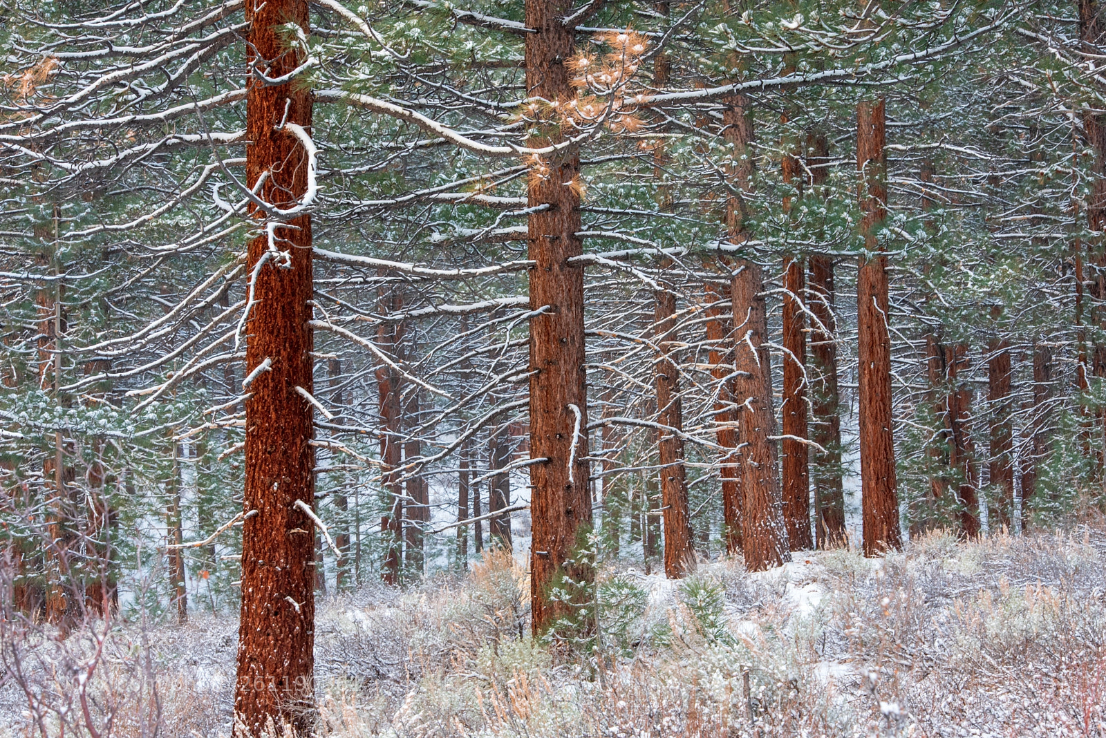 Nikon D750 sample photo. Panderosa pines photography