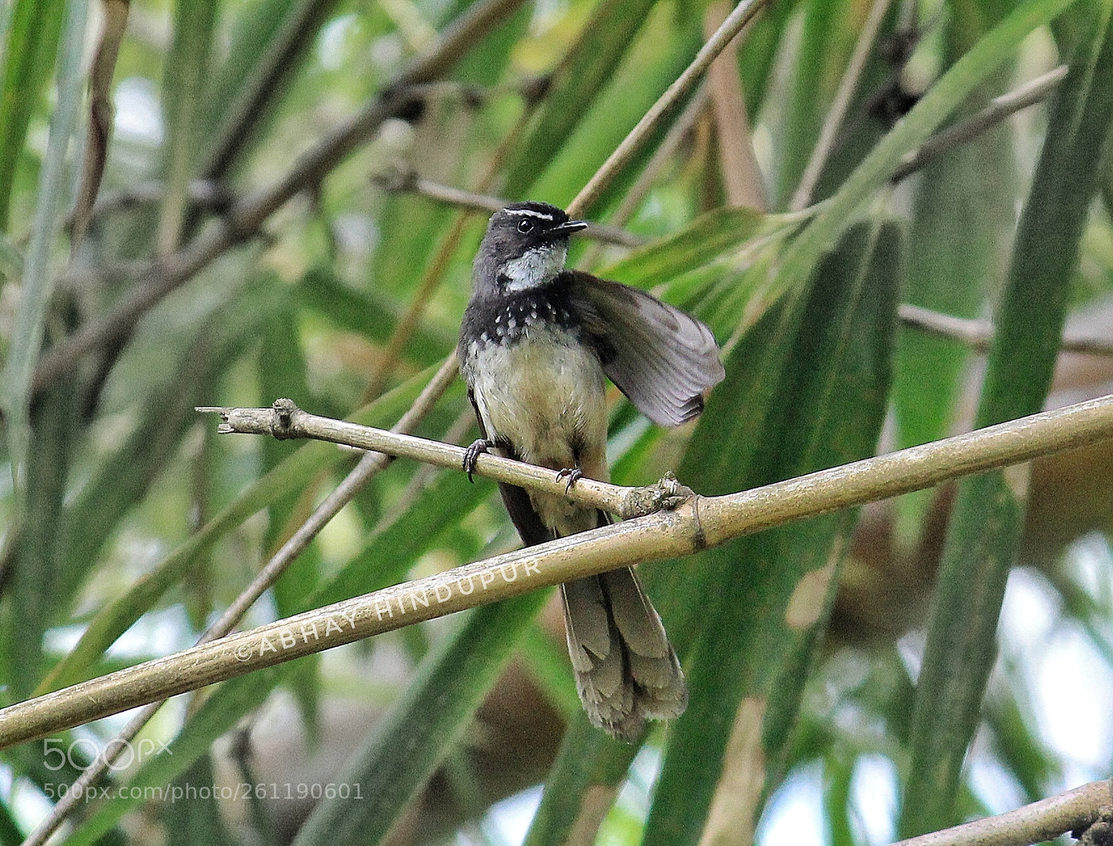 Canon EOS 1200D (EOS Rebel T5 / EOS Kiss X70 / EOS Hi) sample photo. White browed fantail flycatcher photography