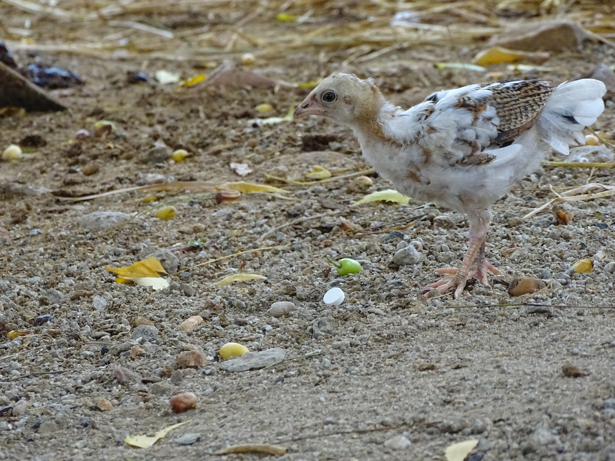 Sony Cyber-shot DSC-HX350 sample photo. Birds photography