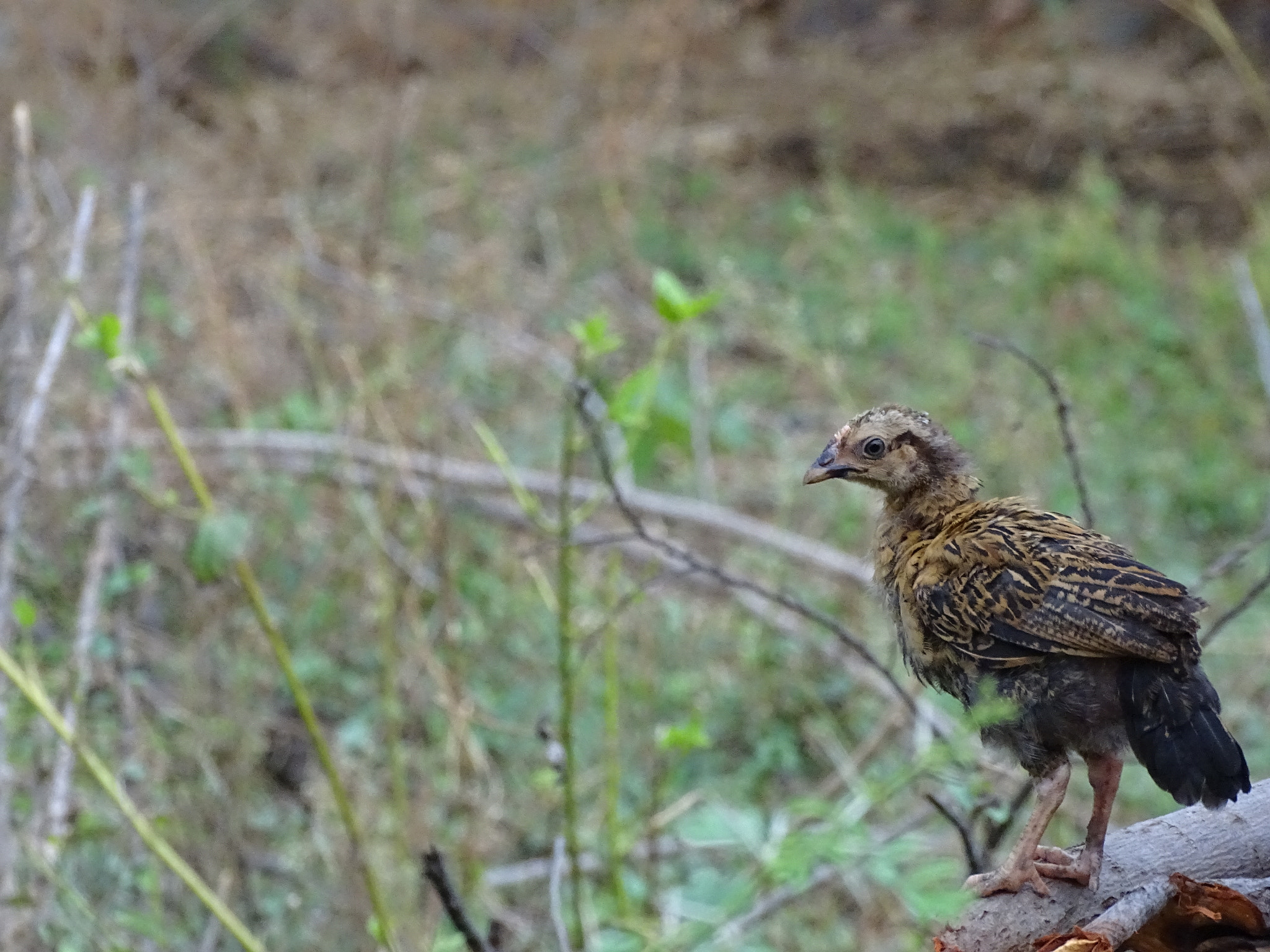 Sony Cyber-shot DSC-HX350 sample photo. Birds photography