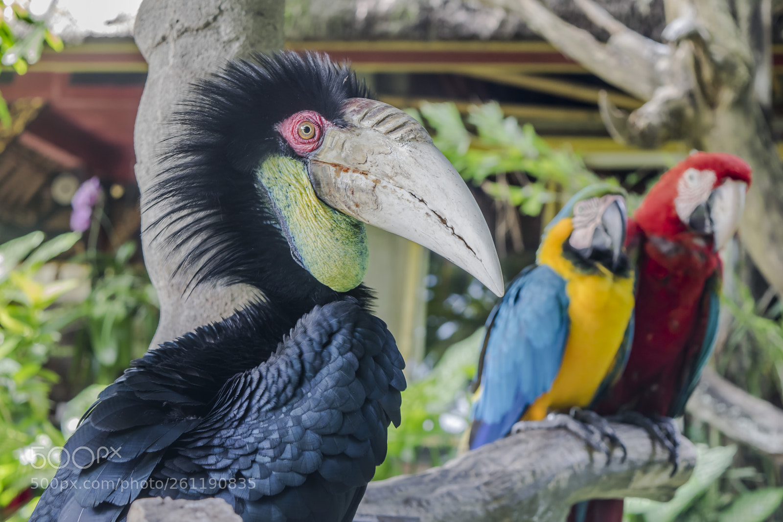 Nikon D5300 sample photo. Aves photography