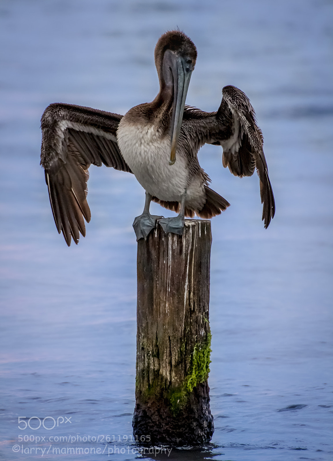 Canon EOS 40D sample photo. Pelican on a piling photography