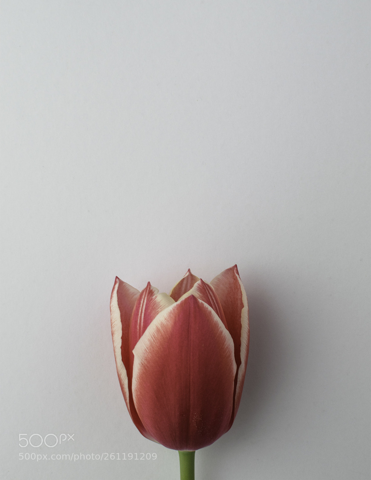 Nikon D3300 sample photo. Pink tulip letter size photography