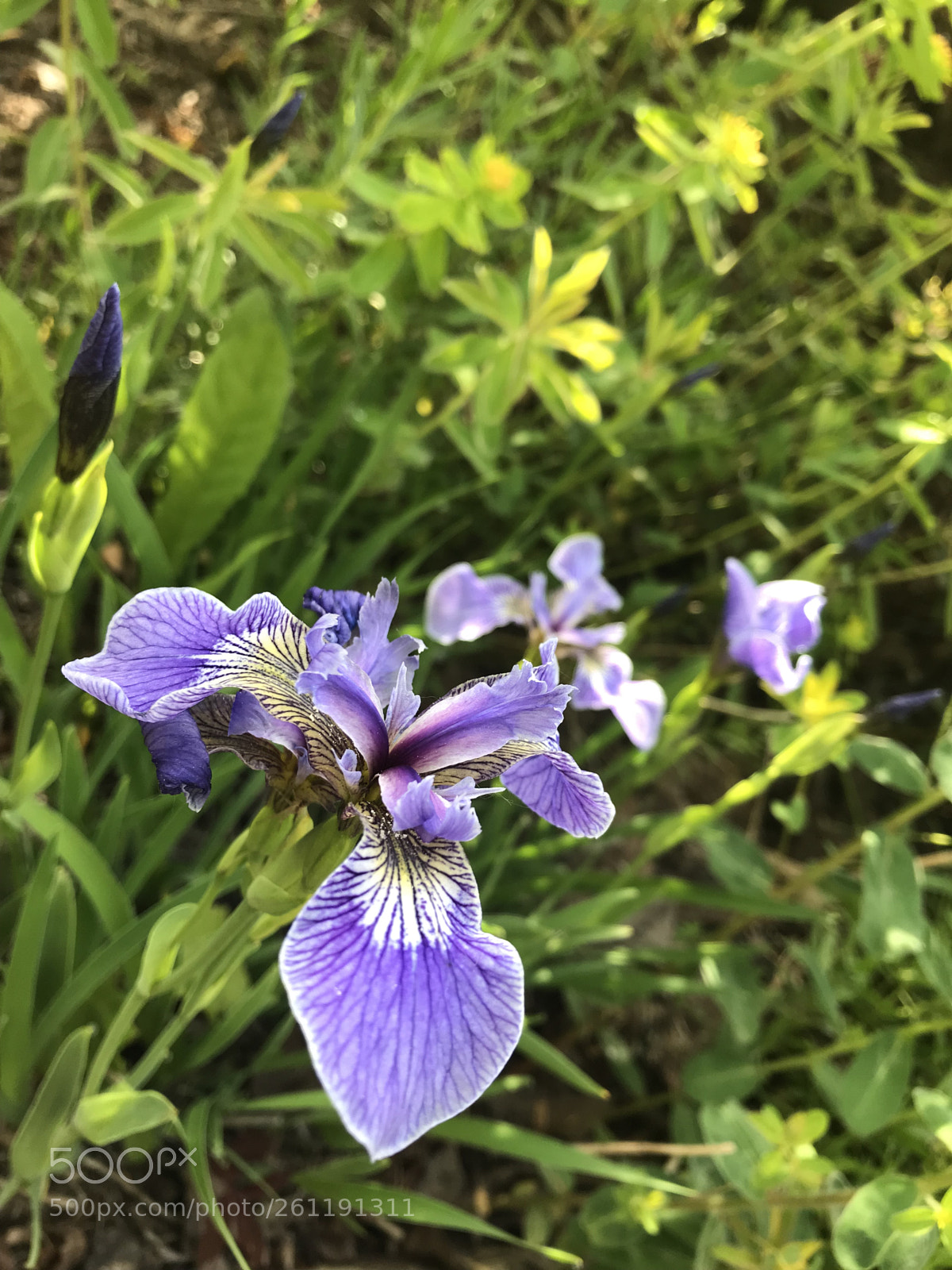 Apple iPhone 7 sample photo. Iris photography