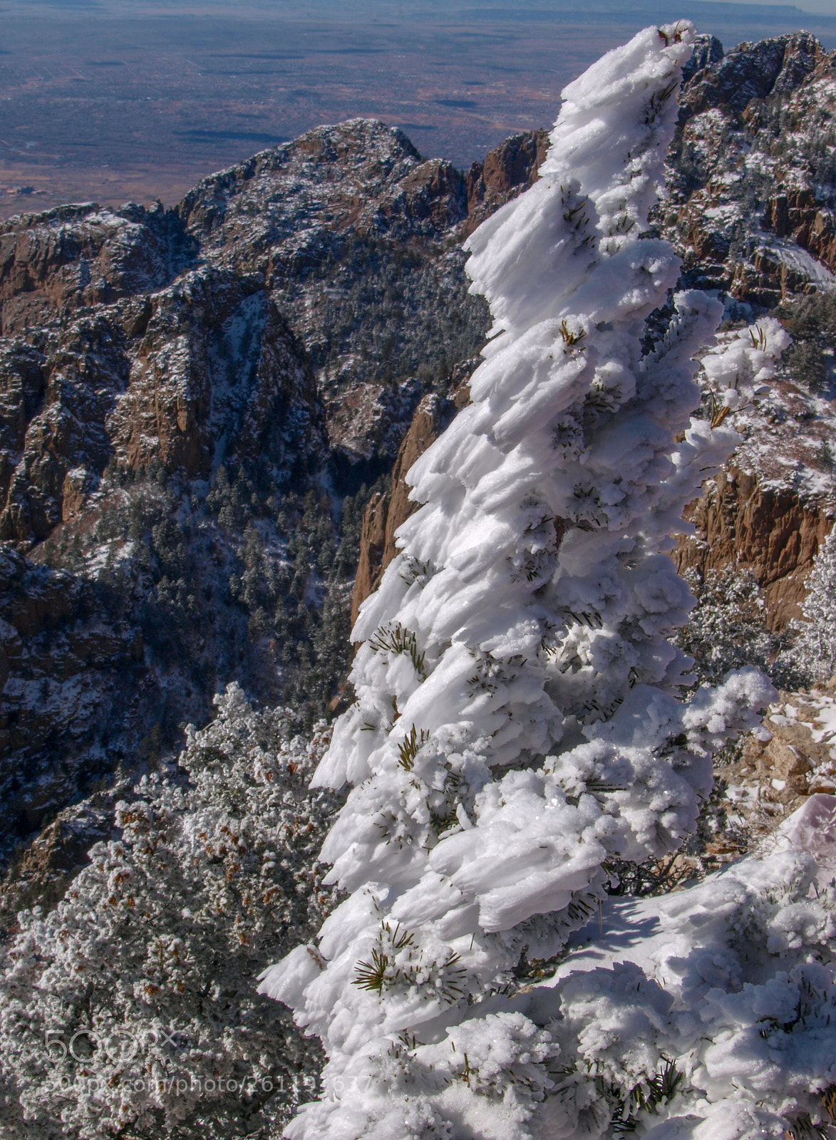 Olympus E-3 sample photo. Icy fir photography