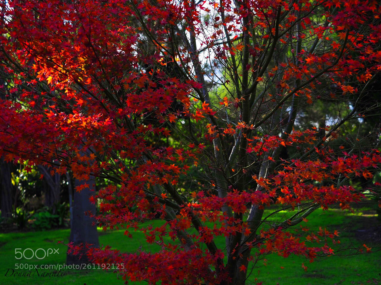 Olympus OM-D E-M1 Mark II sample photo. Red leaves photography