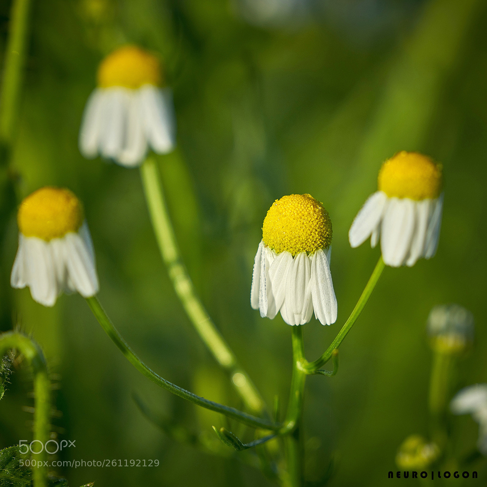 Sony a7R II sample photo. Matricaria chamomilla photography