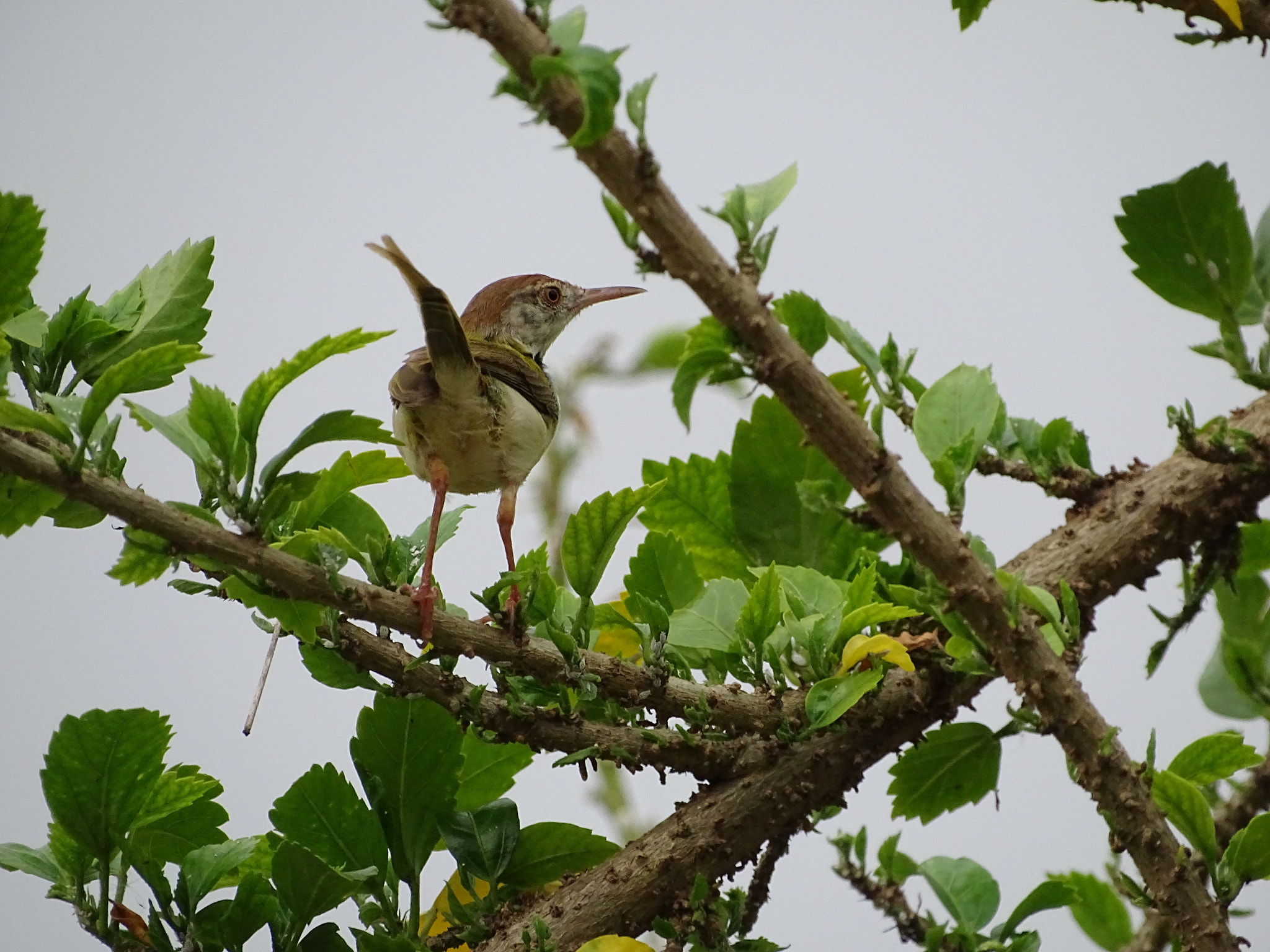 Sony Cyber-shot DSC-HX350 sample photo. Birds photography