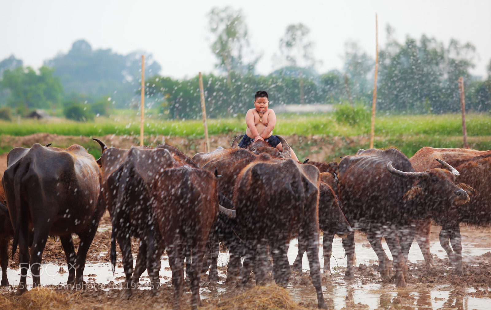 Canon EOS 5D Mark II sample photo. Thai farmer boy riding photography
