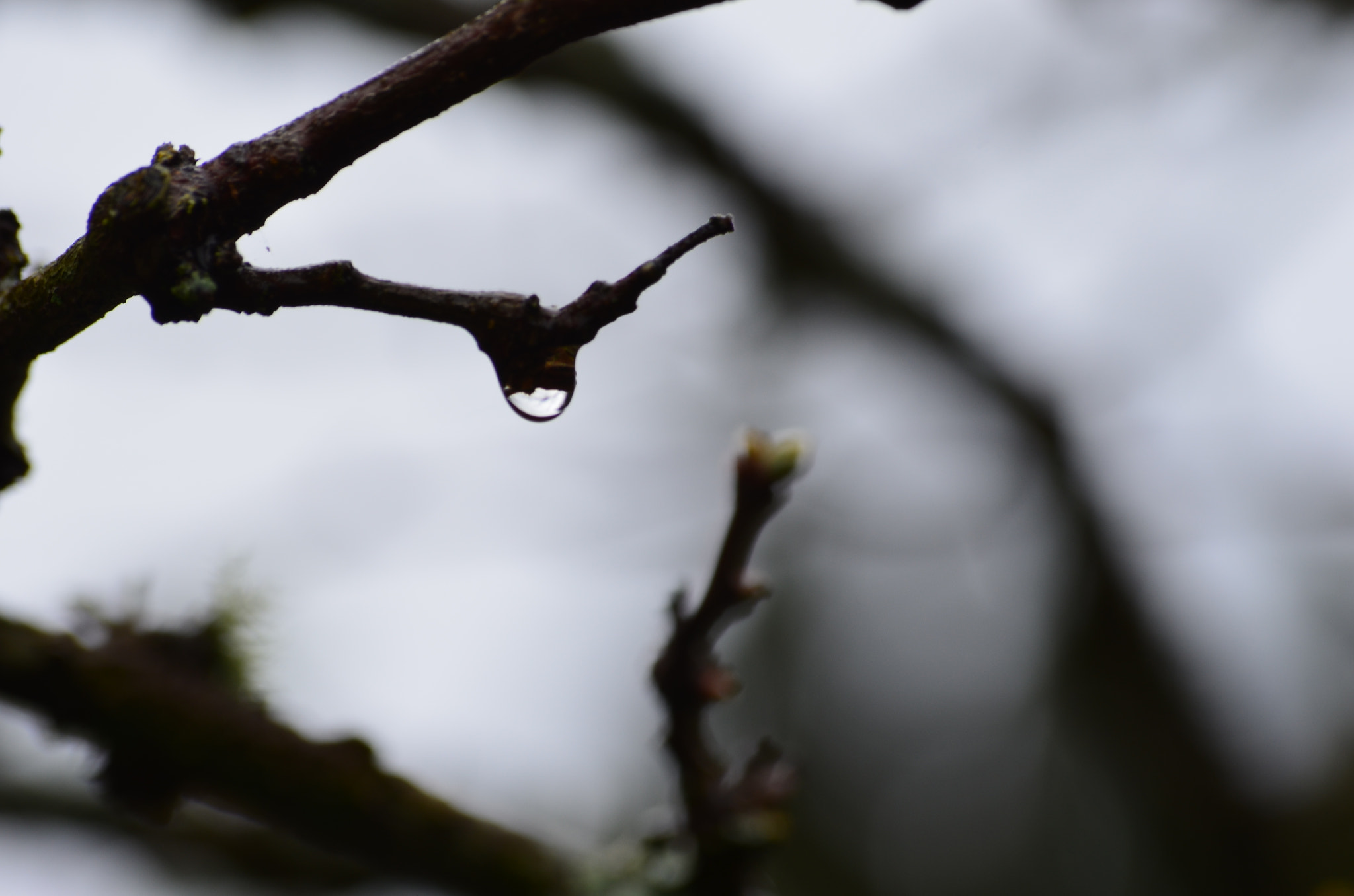 Nikon D5100 sample photo. Backyard musings photography