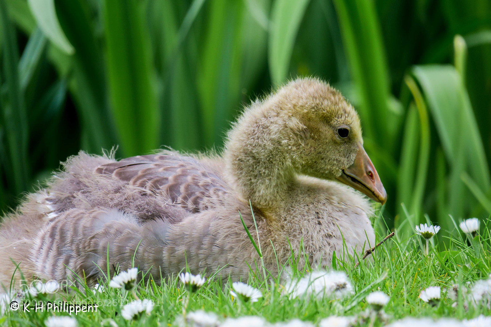 Canon PowerShot G3 X sample photo. Vellmar germany , ahnepark photography