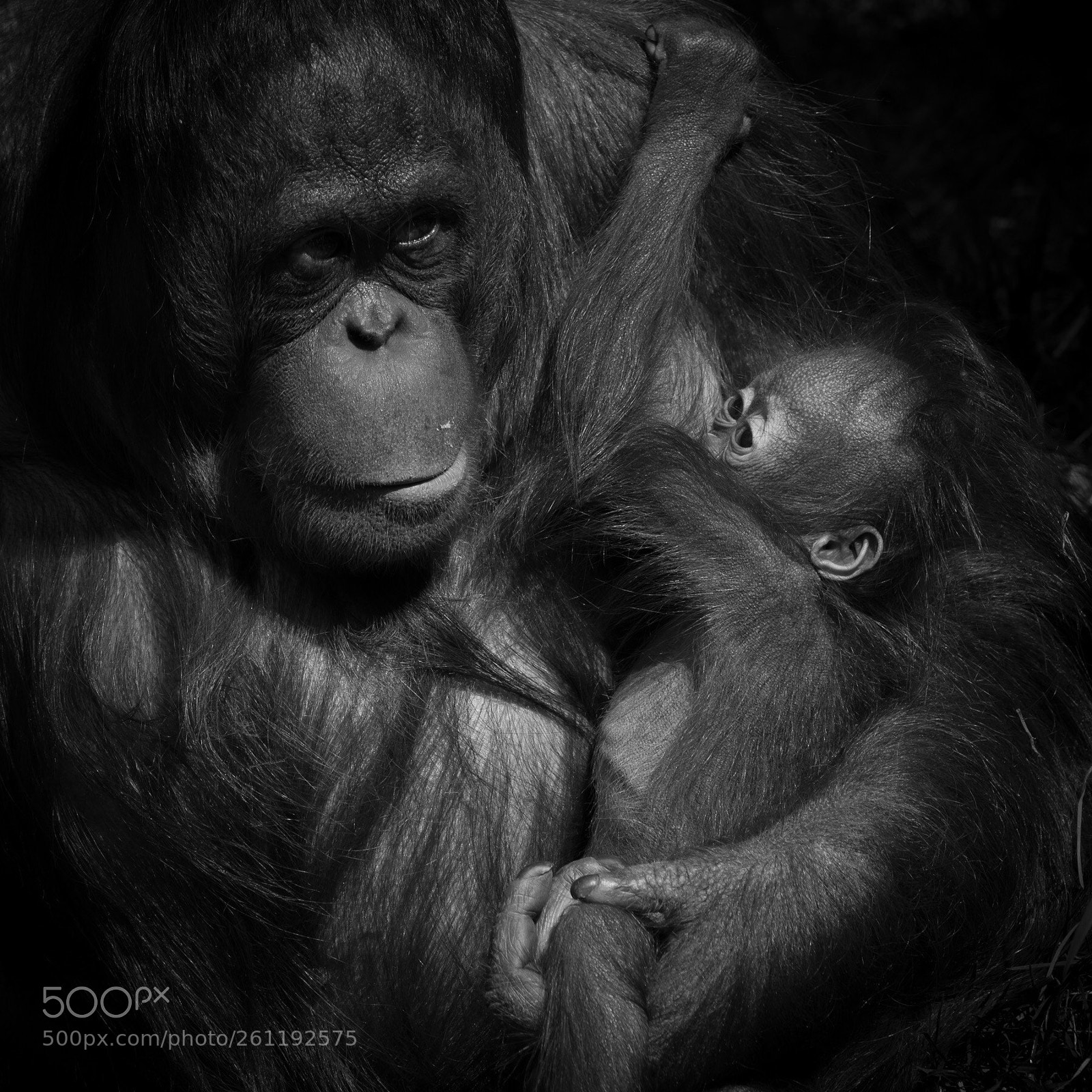 Nikon D850 sample photo. Monkey (4) photography